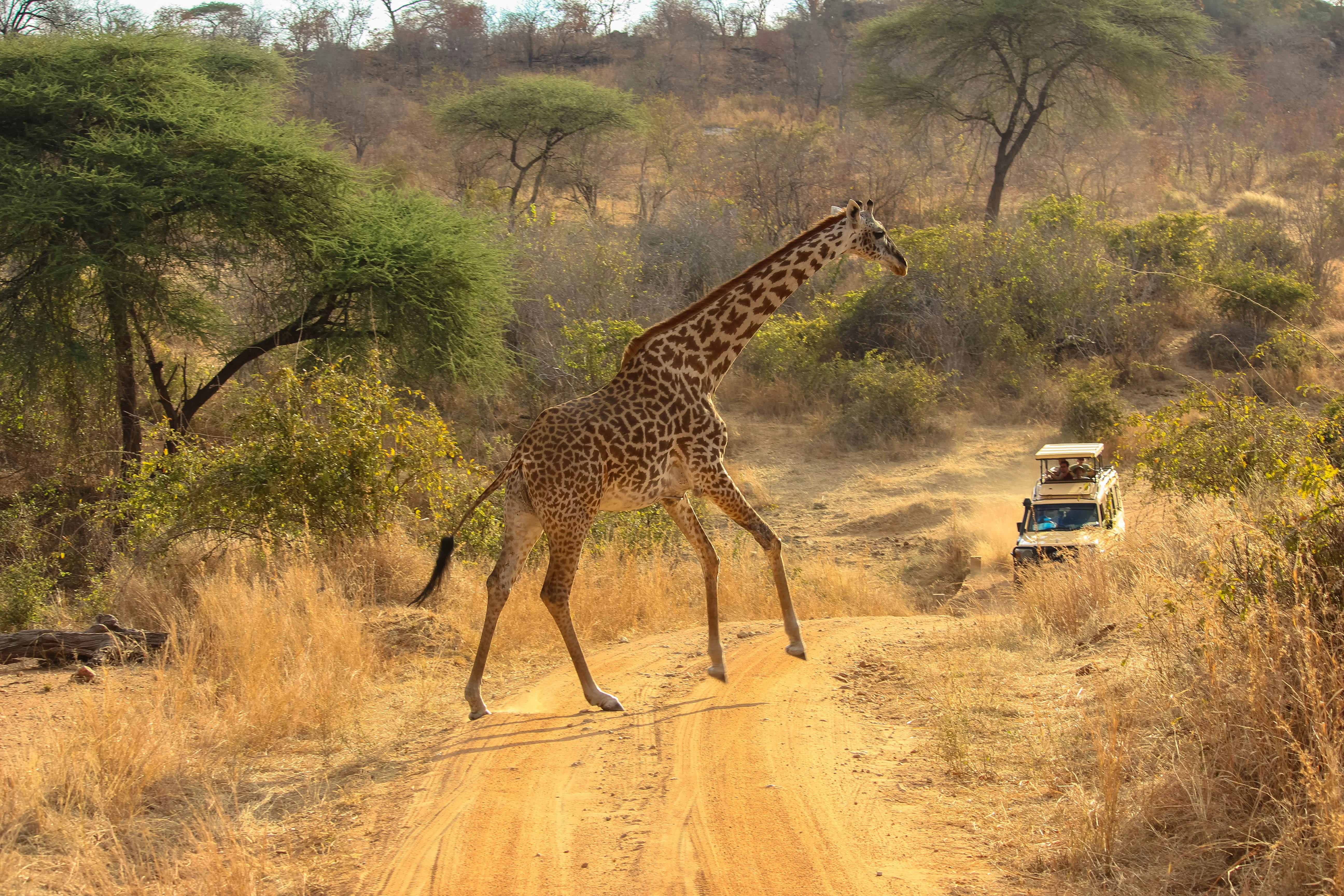 Giraffe crossing dirt road in African safari
