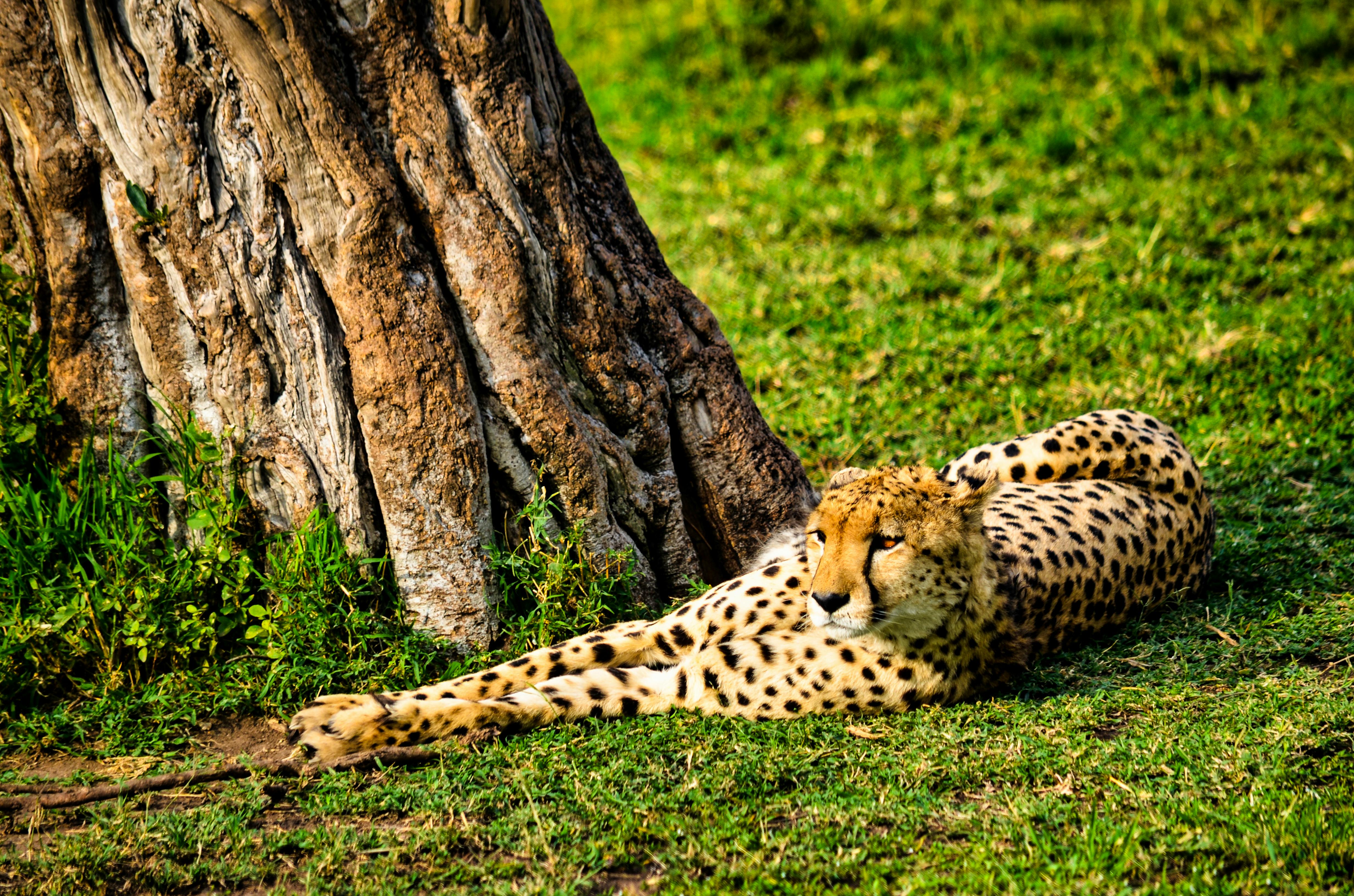 Photo of Cheetah Laying on Grass