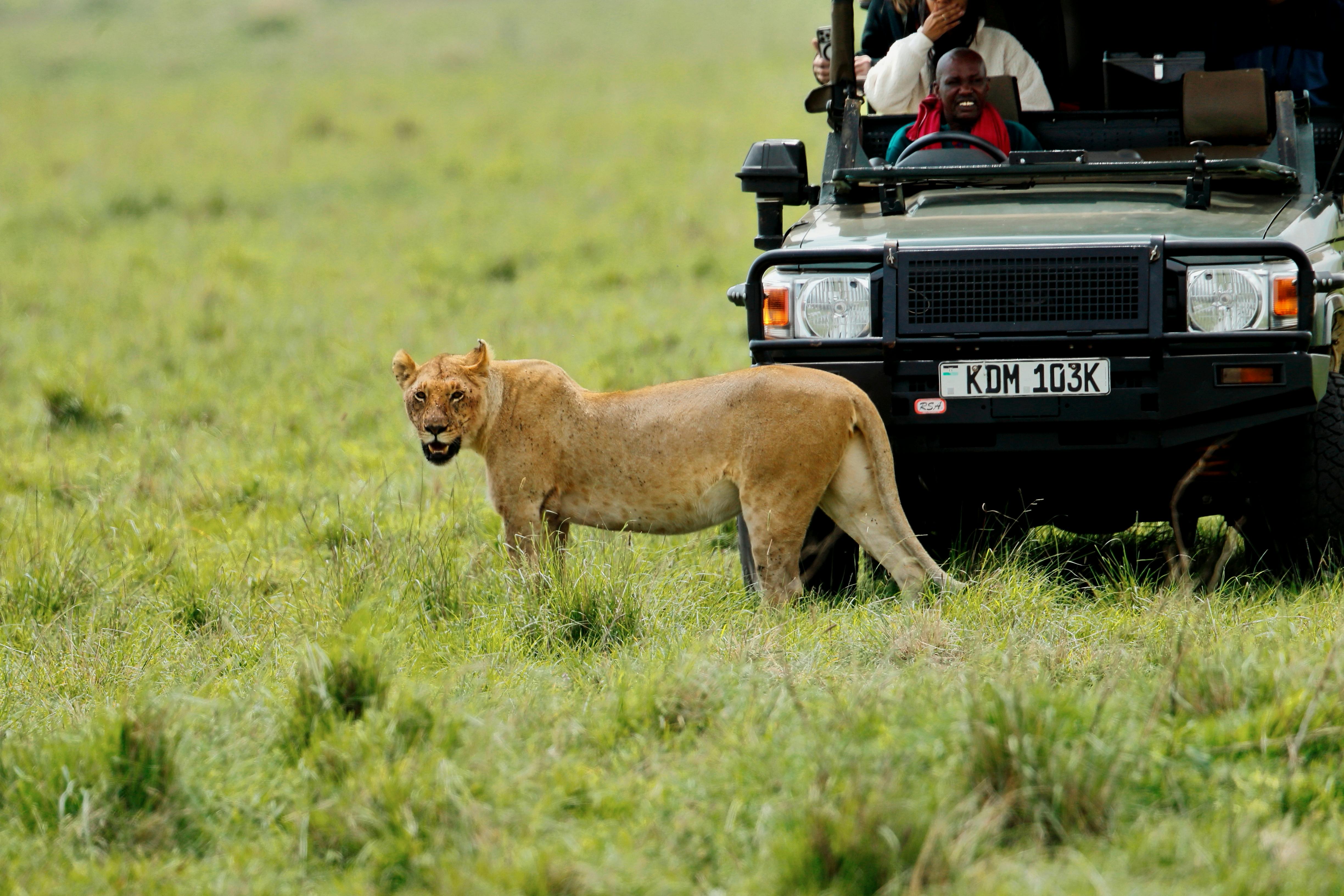 Lioness in Maasai Mara with Safari Vehicle