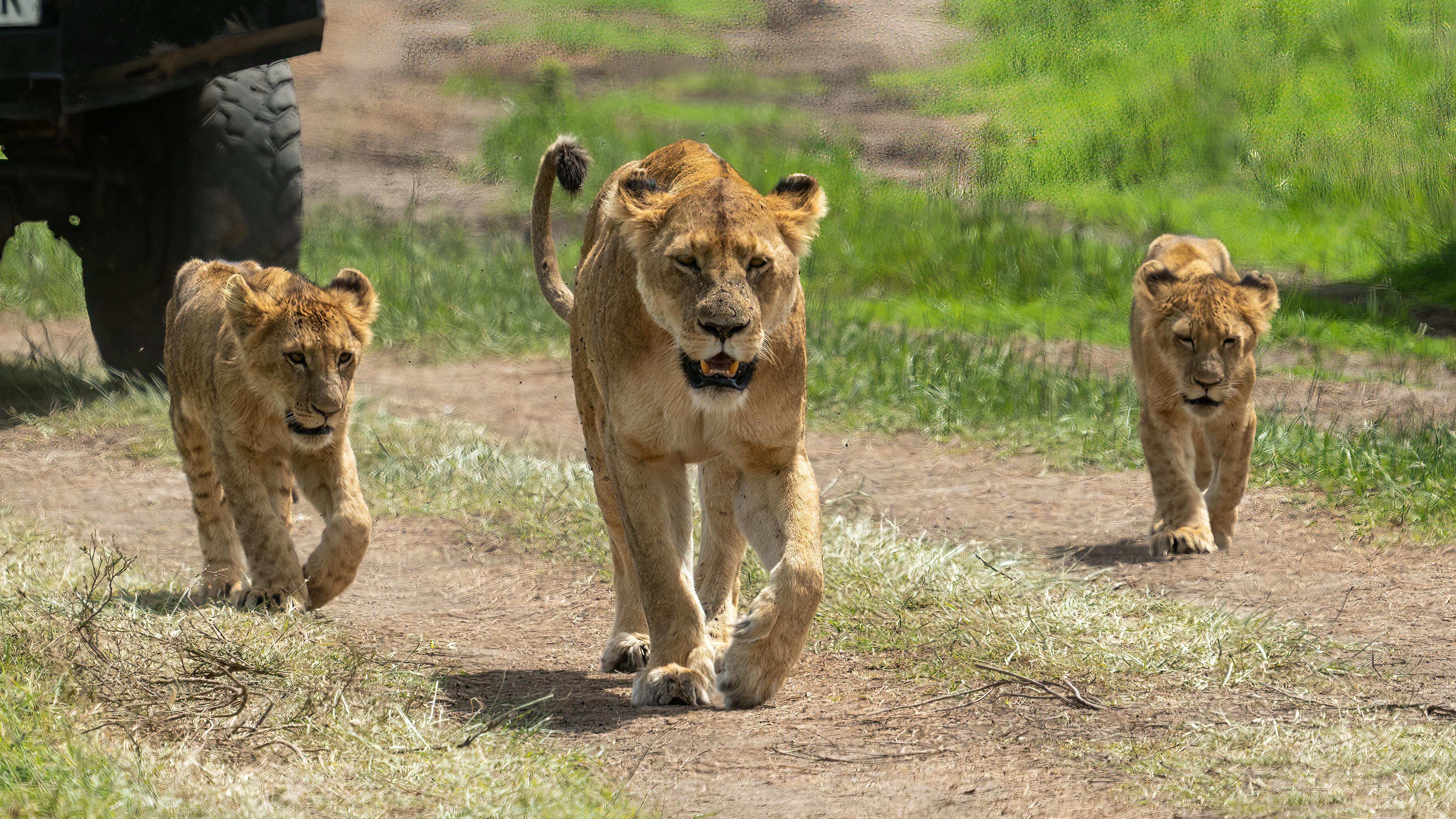 Lions Walking on Path
