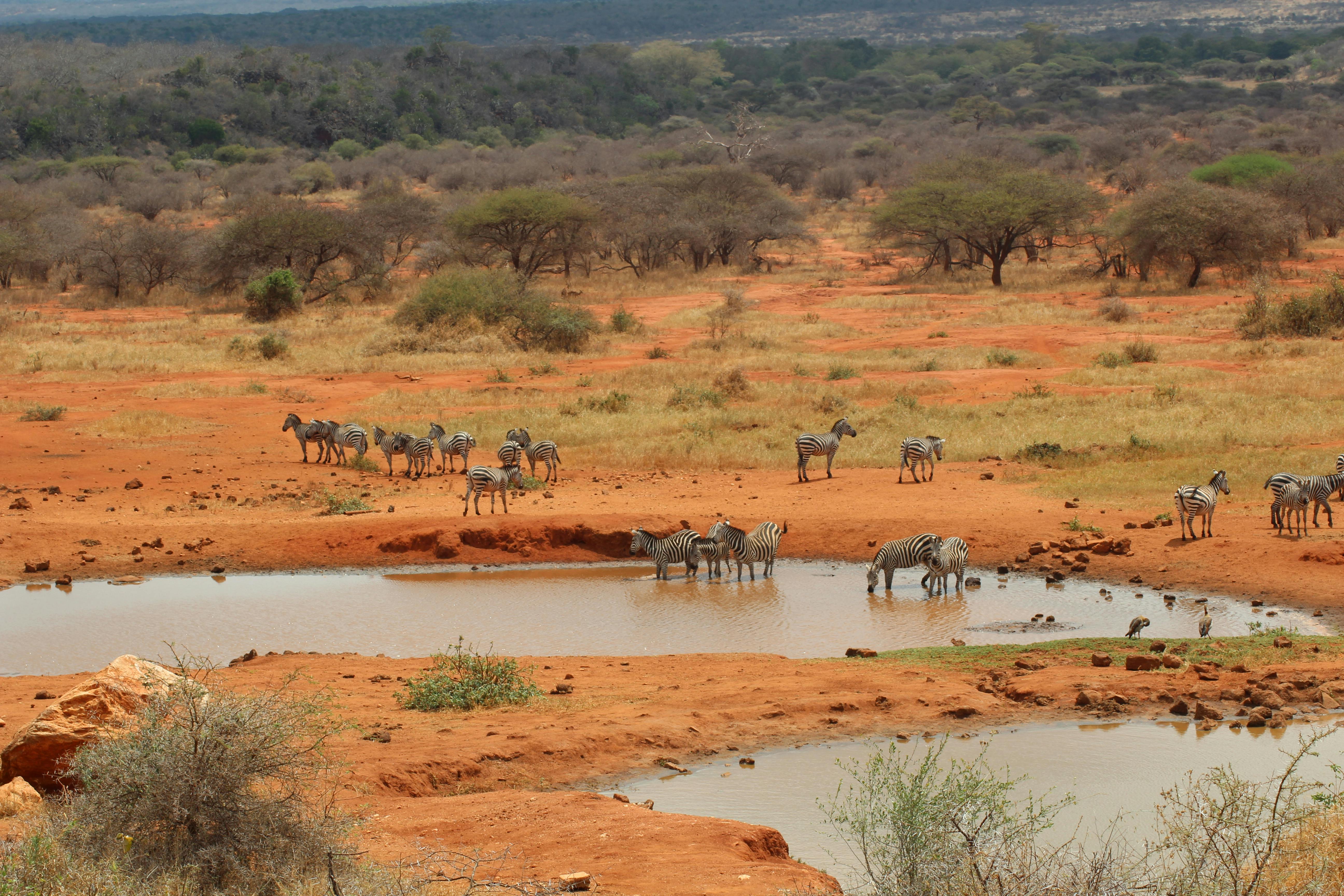 High Angle View of Zebras in the Wilderness
