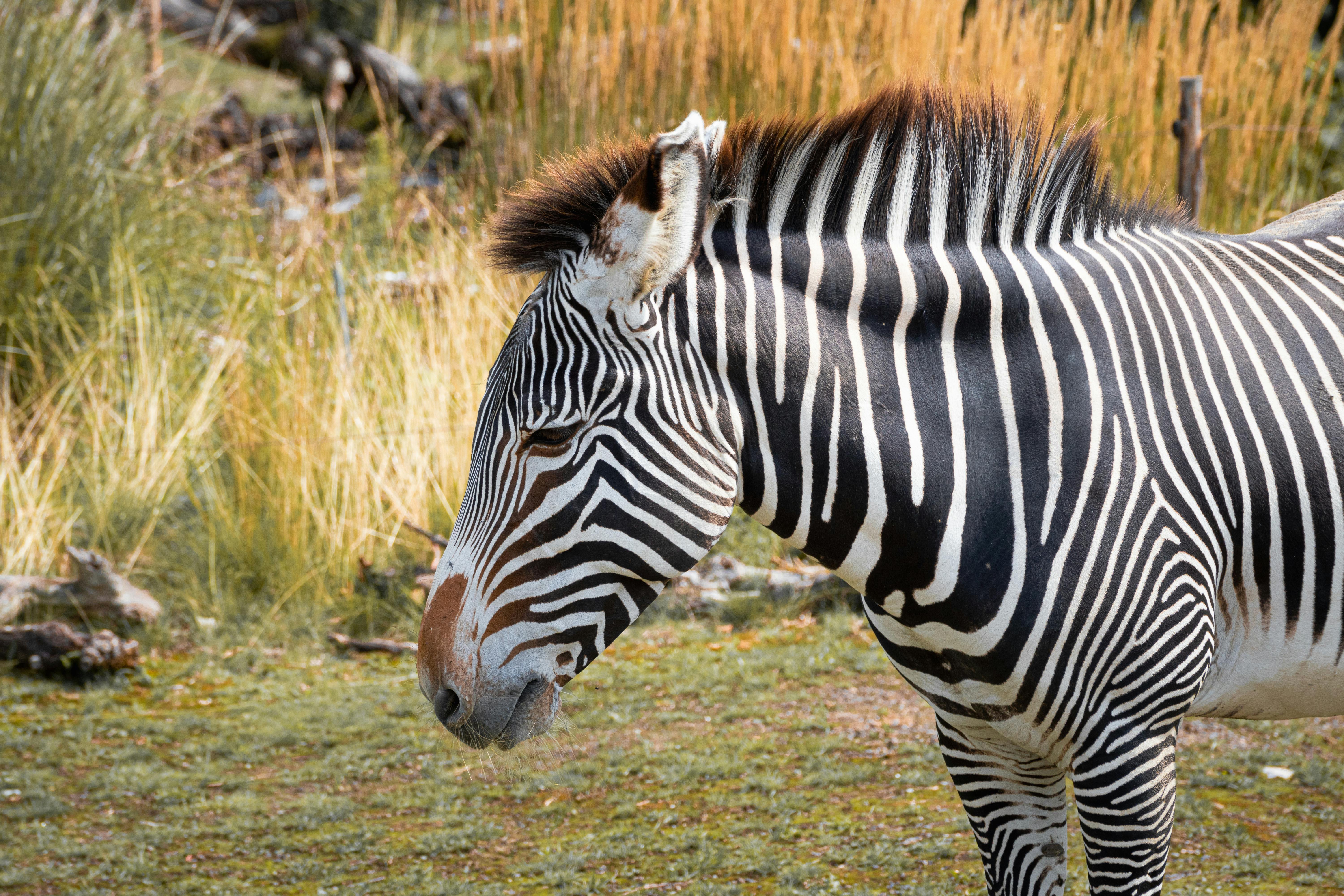 Close-up of a Zebra in the Wilderness