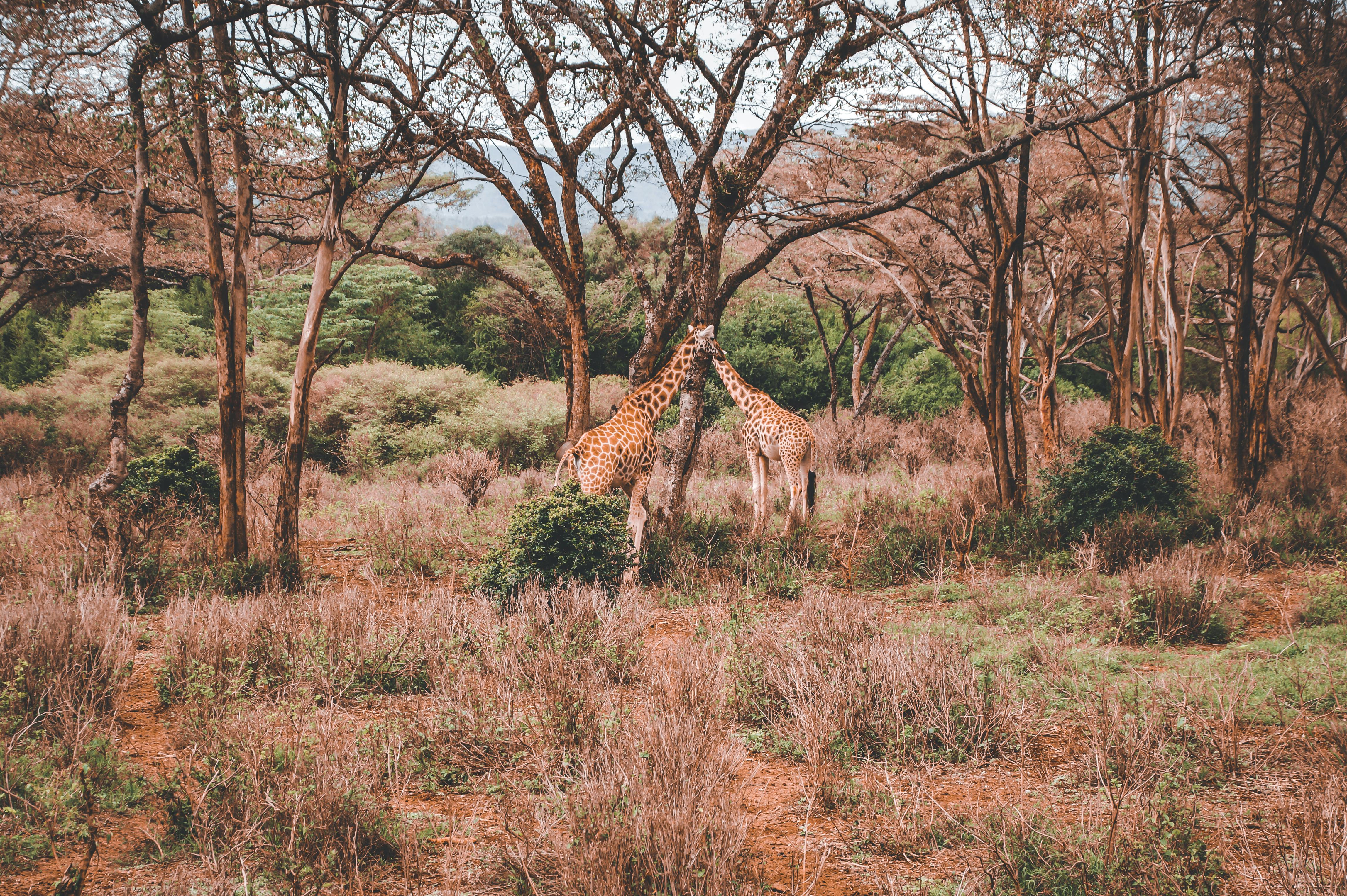 Photo of a Giraffe in the Safari