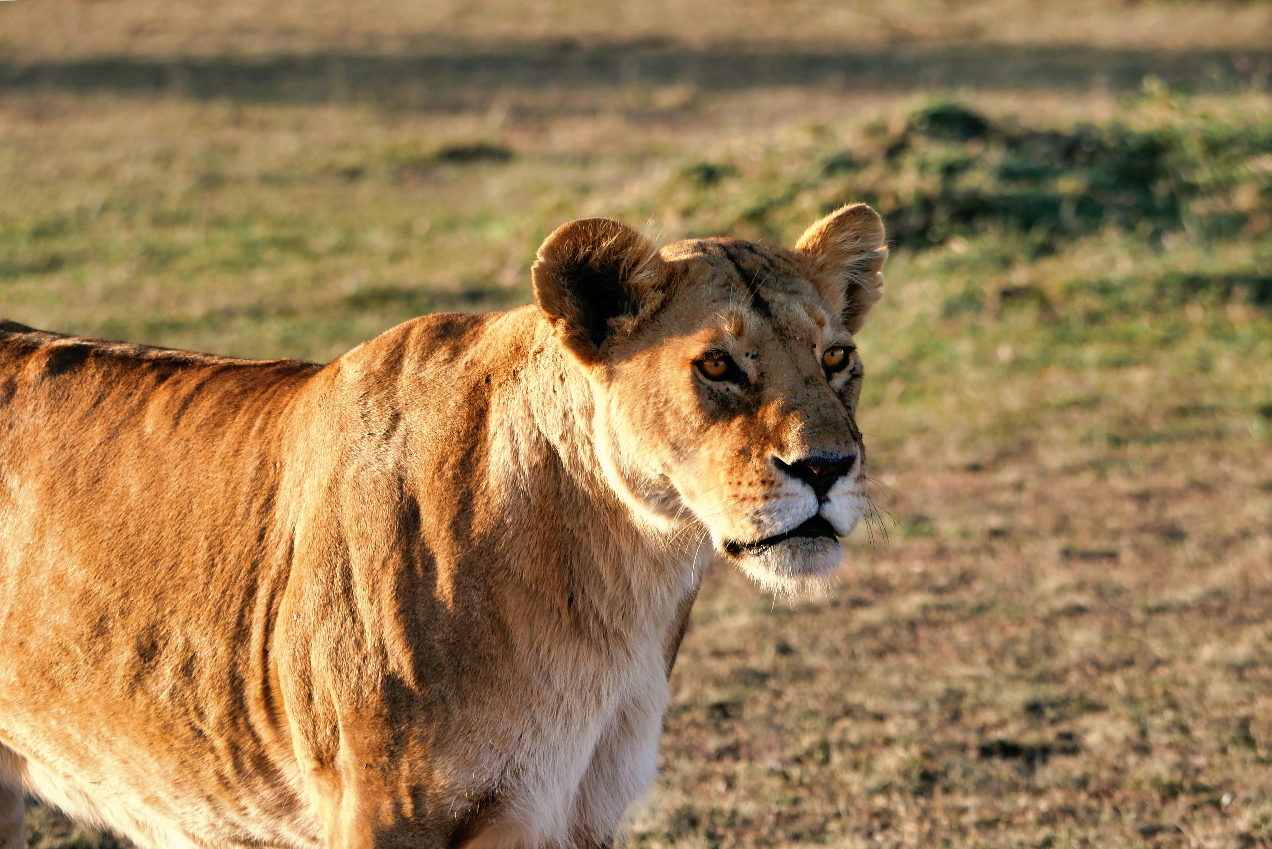 The Ultimate Kenya Safari Guide: Everything You Need to Know Before You Go (2026/2027)