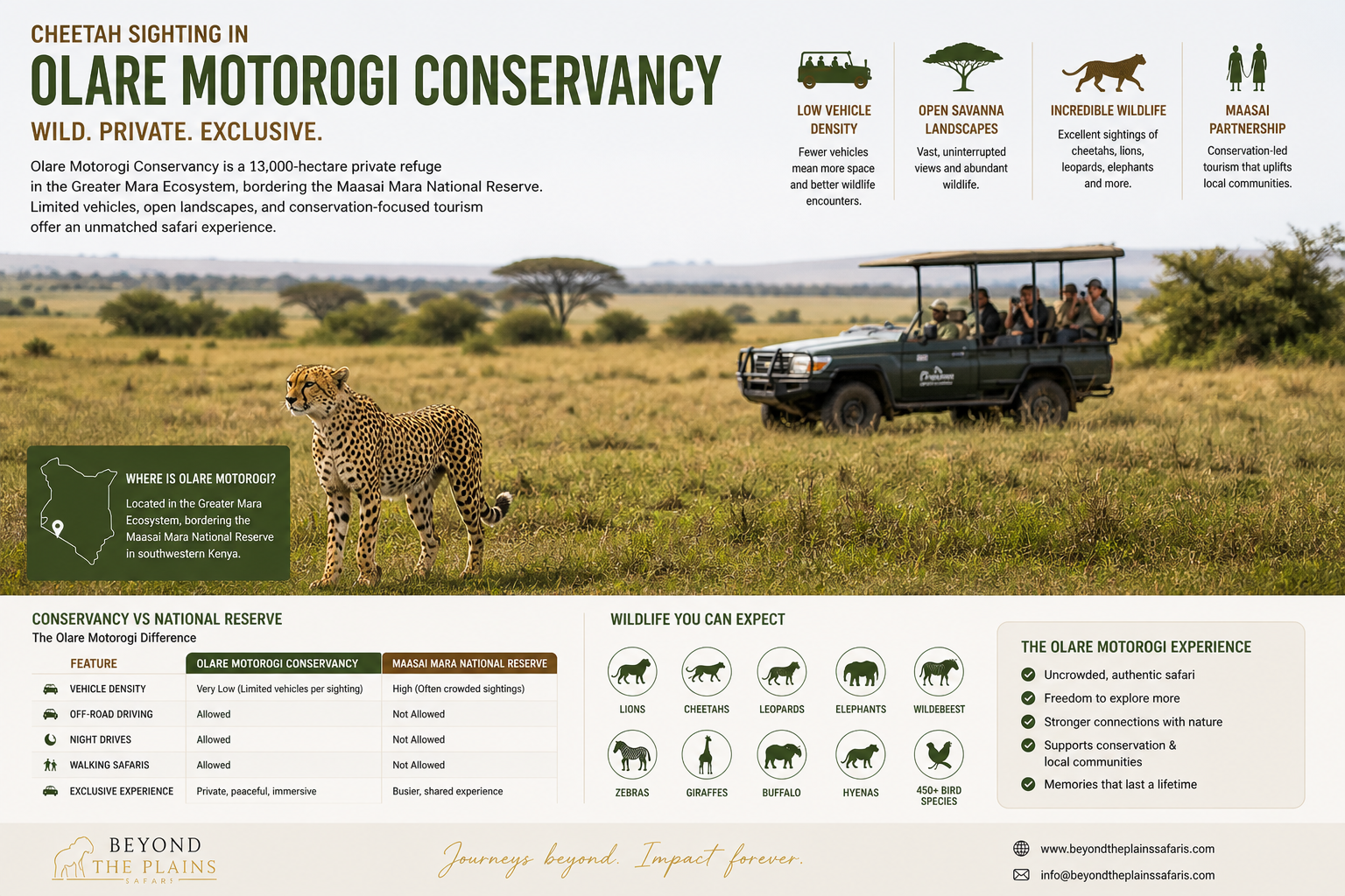 Exclusive cheetah sighting Kenya conservancy single vehicle Olare Motorogi