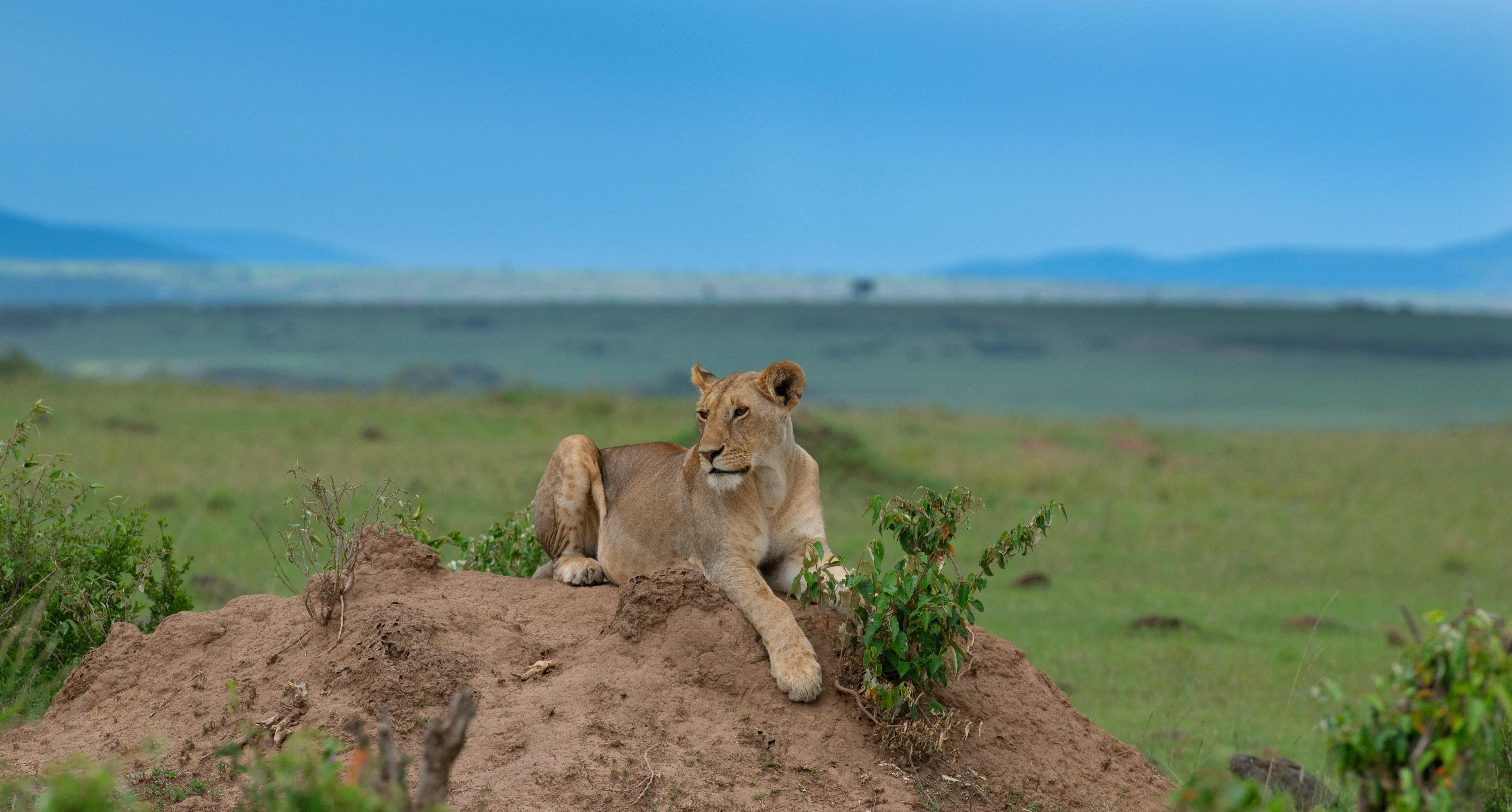 Kenya Conservancy Safari vs National Reserve: Which Gives Better Wildlife Sightings in 2026? (The Definitive Field Guide)