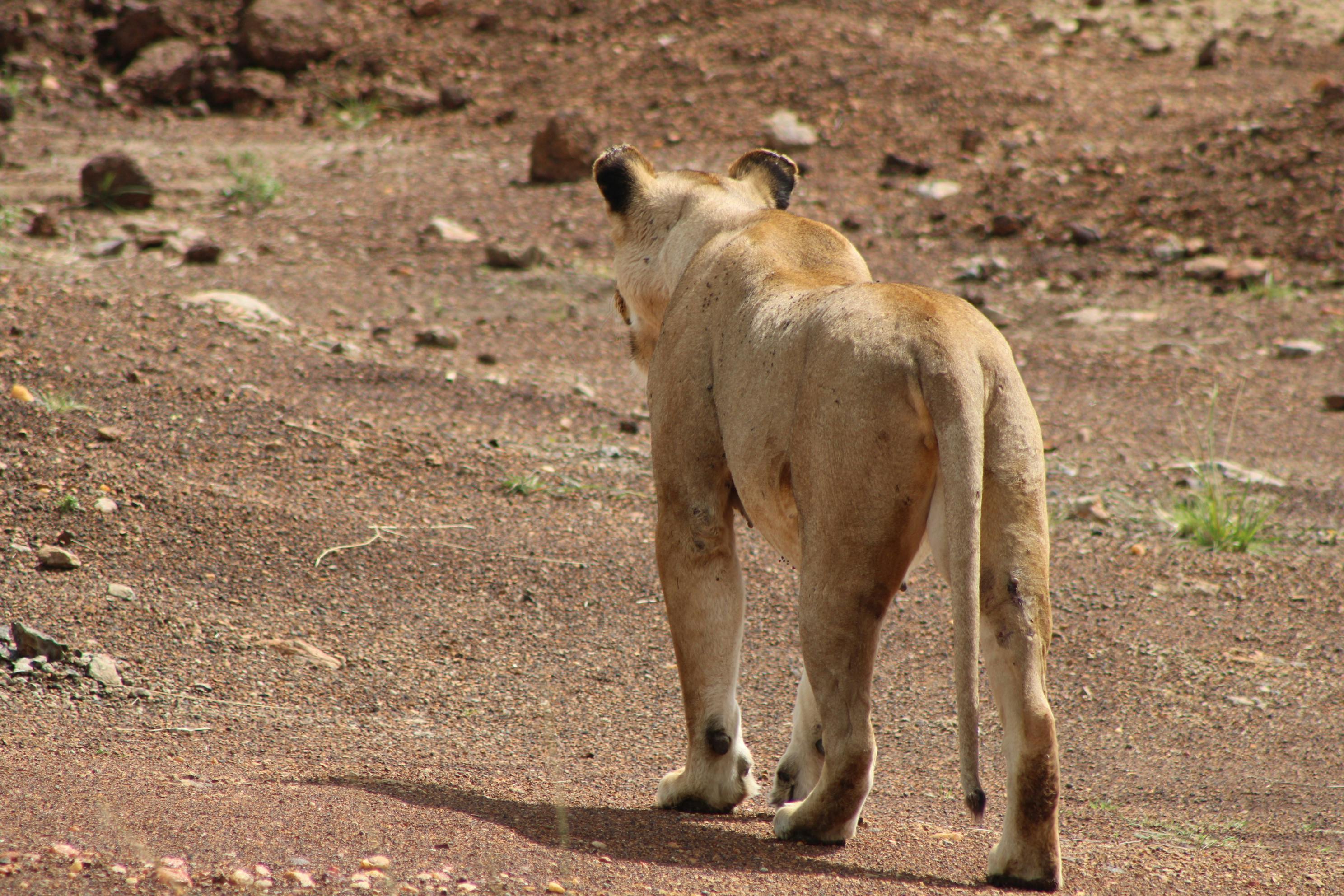 How to Compare Kenya Safari Quotes: The Complete Step-by-Step Guide to Getting the Best Value in 2026