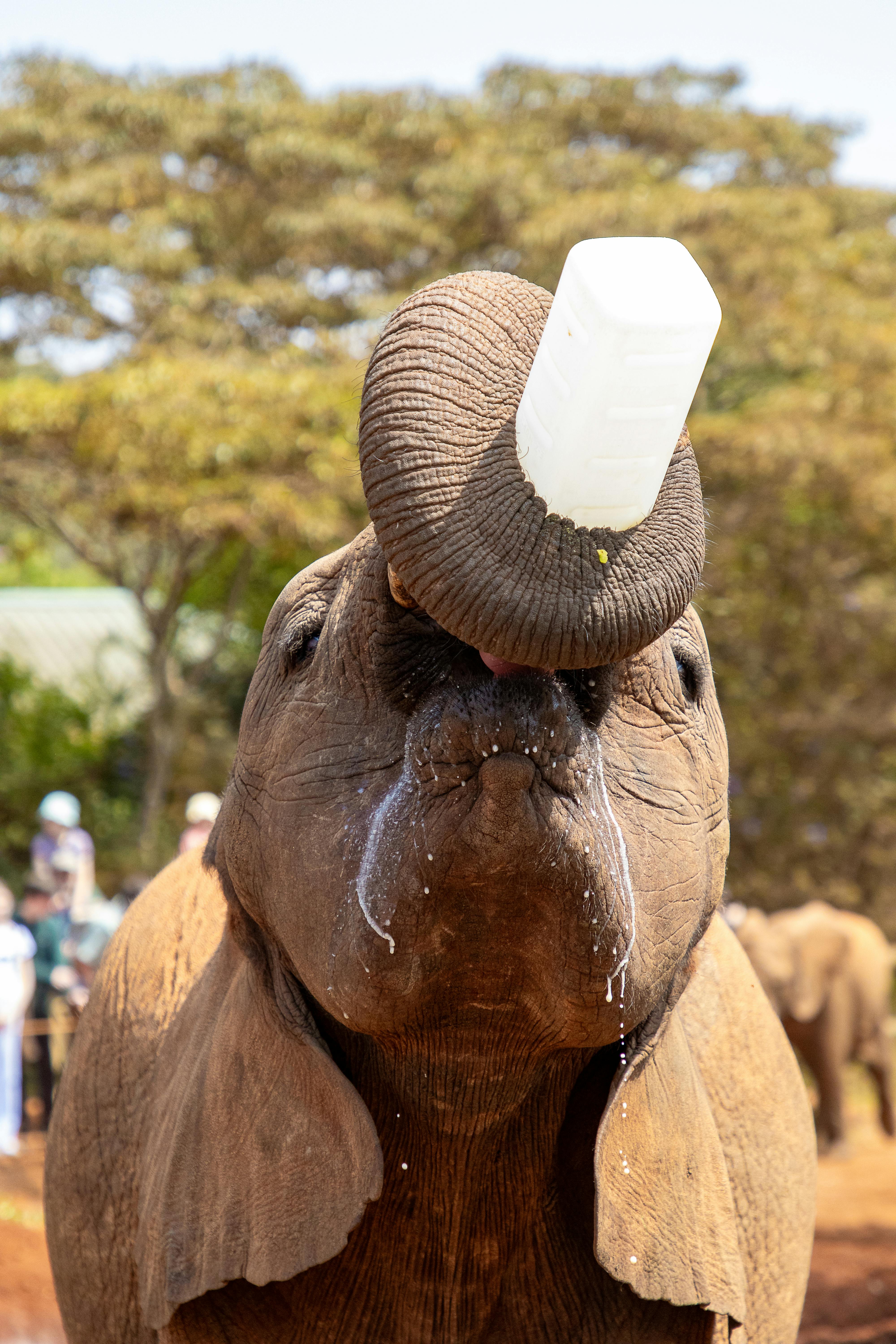 Baby elephant calves at the David Sheldrick Wildlife Trust elephant orphanage in Nairobi, Kenya, during the morning feeding &mdash; a popular activity for safari travellers spending a buffer day in Nairobi