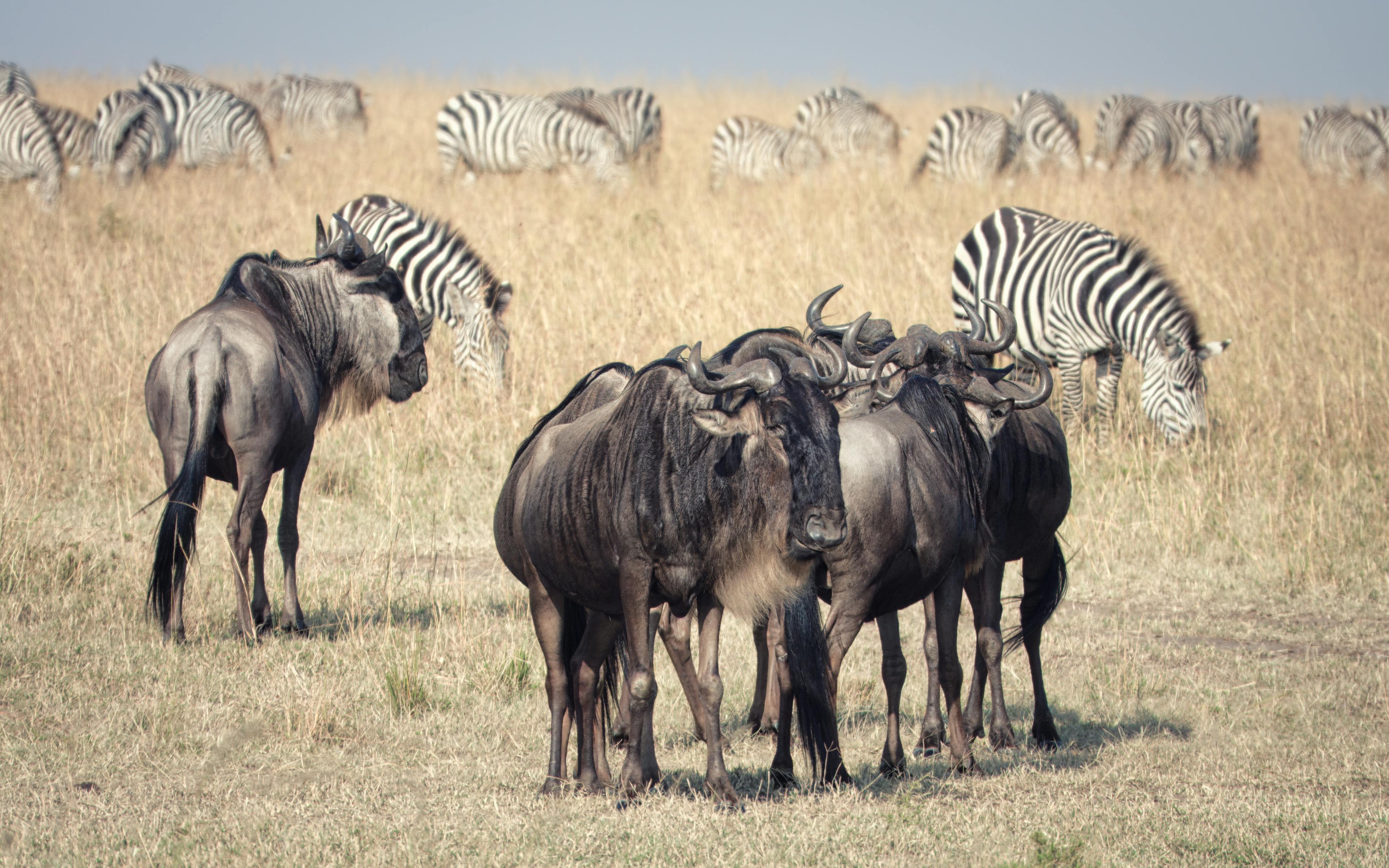 A herd of wildebeest and zebras grazing in the Maasai Mara, Kenya