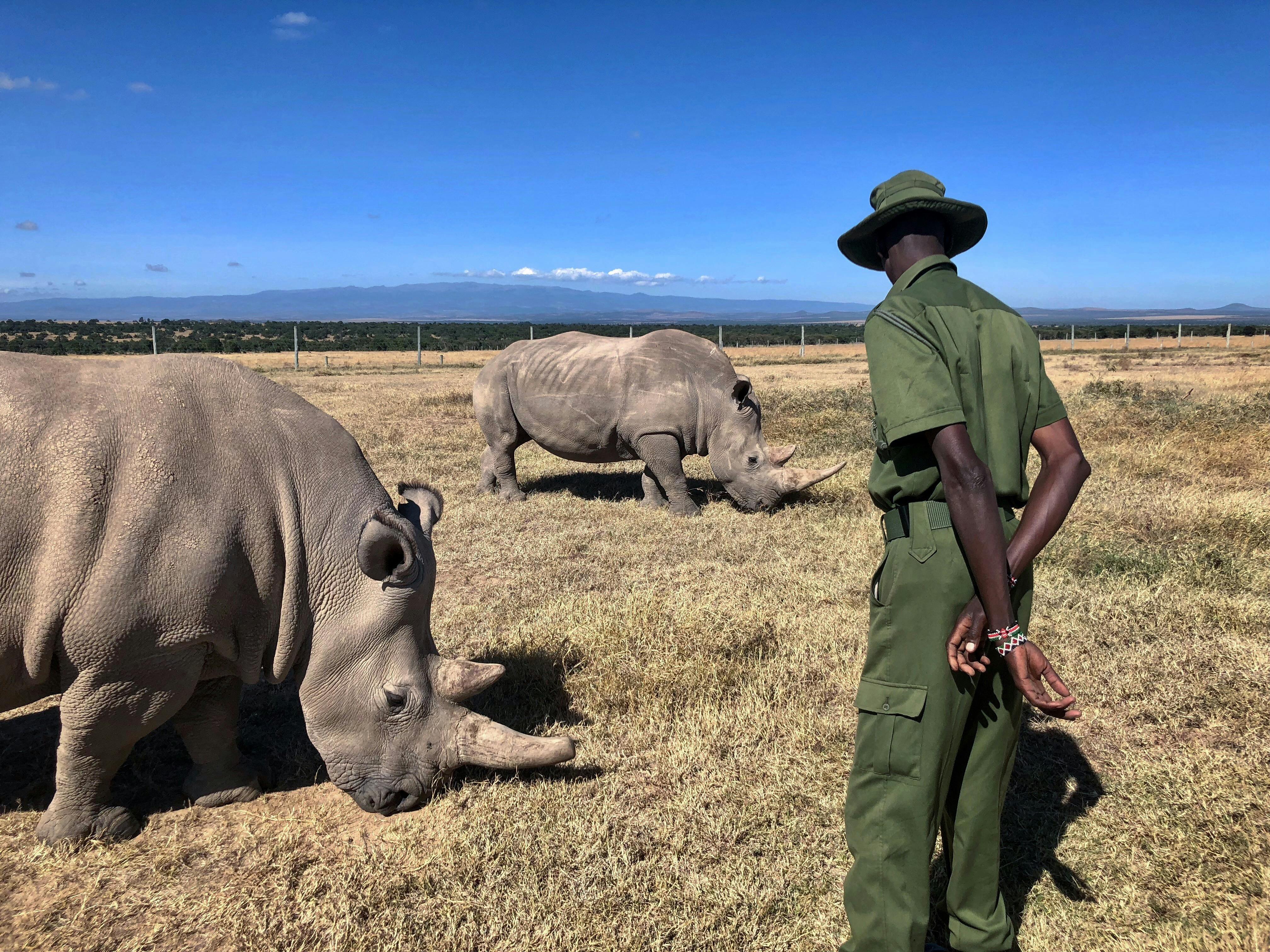 Ranger supervises northern white rhinos in Ol Pejeta Conservancy, Kenya wildlife
