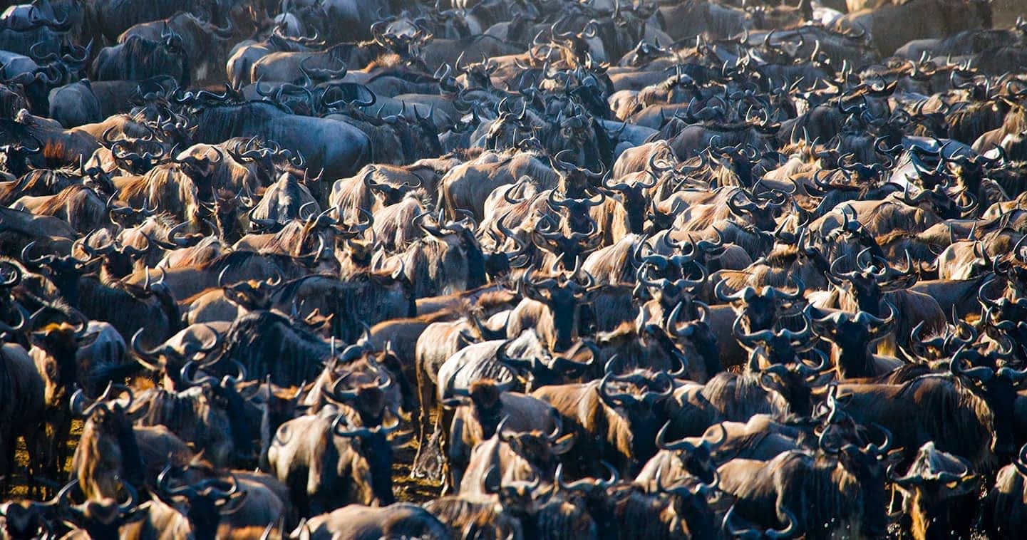 Great migration Tanzania