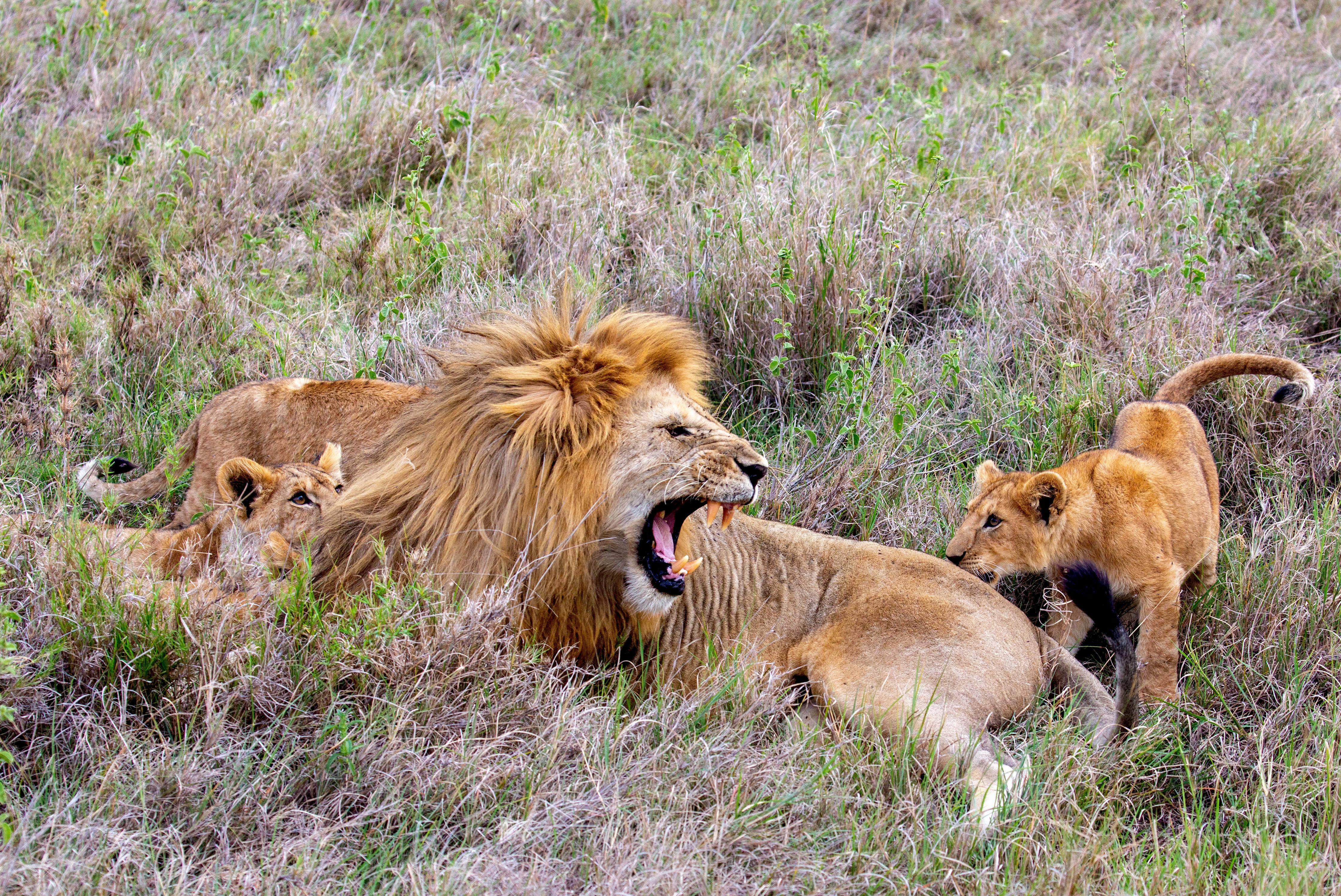 Family Safaris