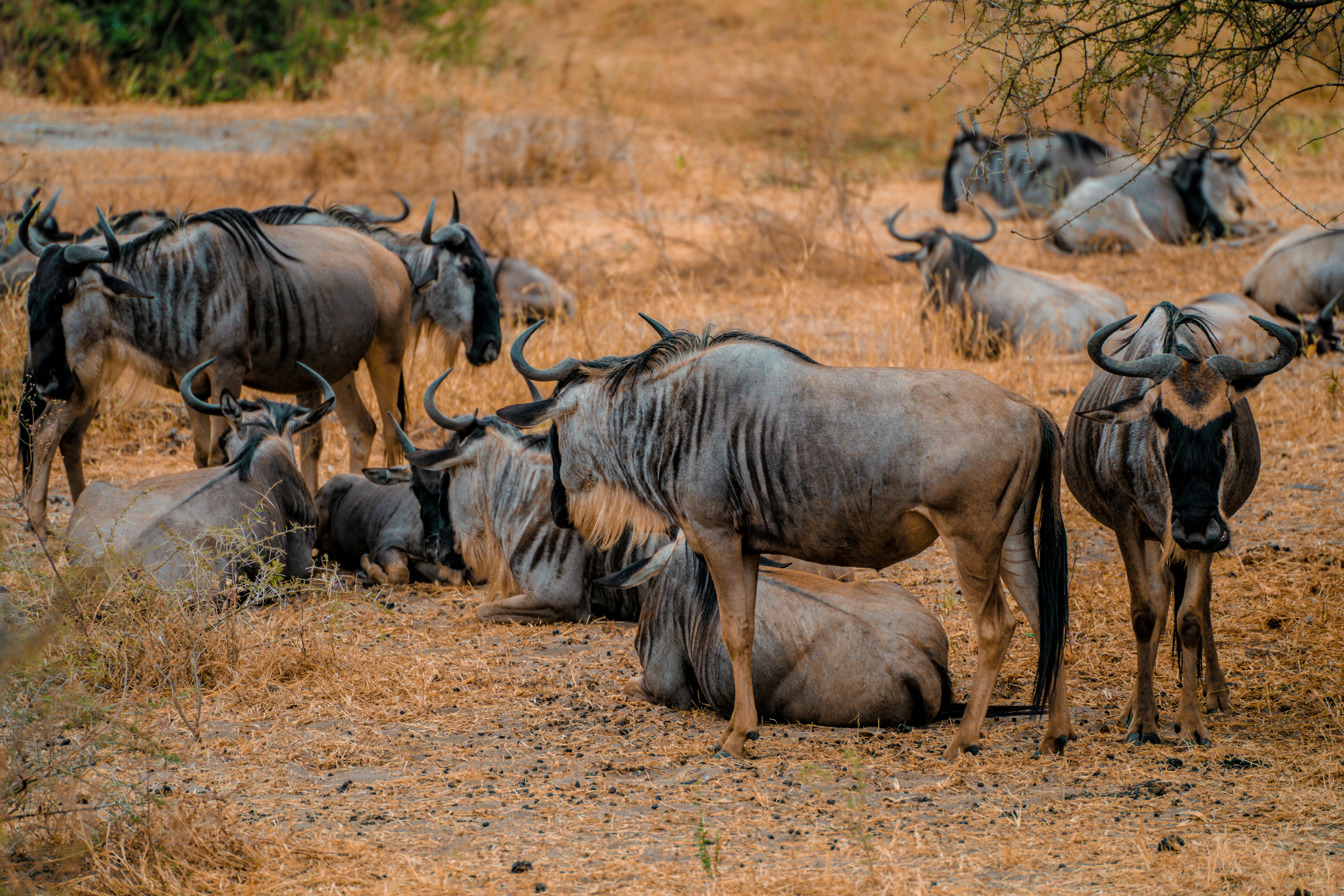Africa Safari Tanzania: Everything You Need to Plan the Perfect Safari