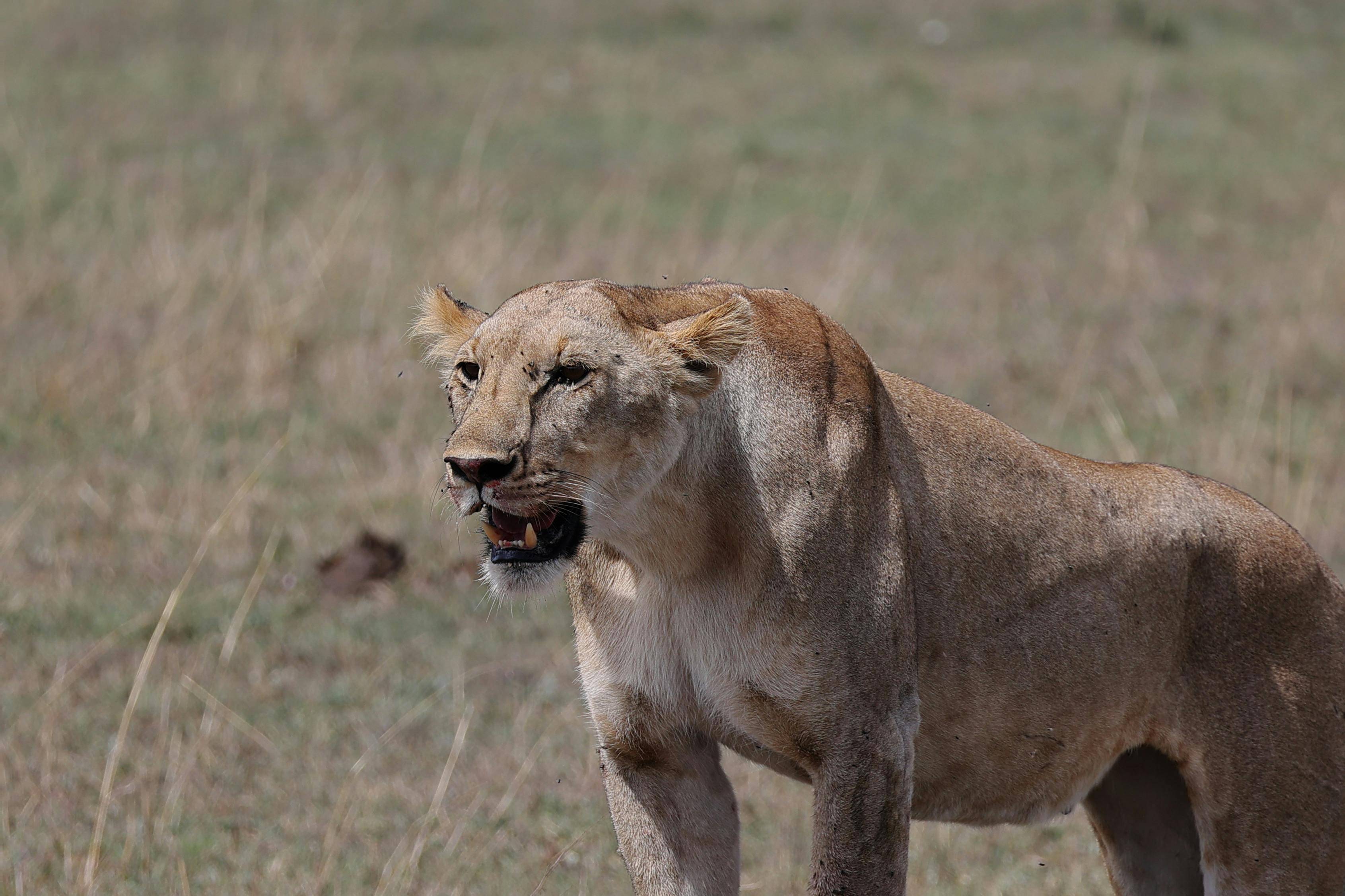 Close-up of a fierce lioness in natural habitat, embodying the wild predator essence.
