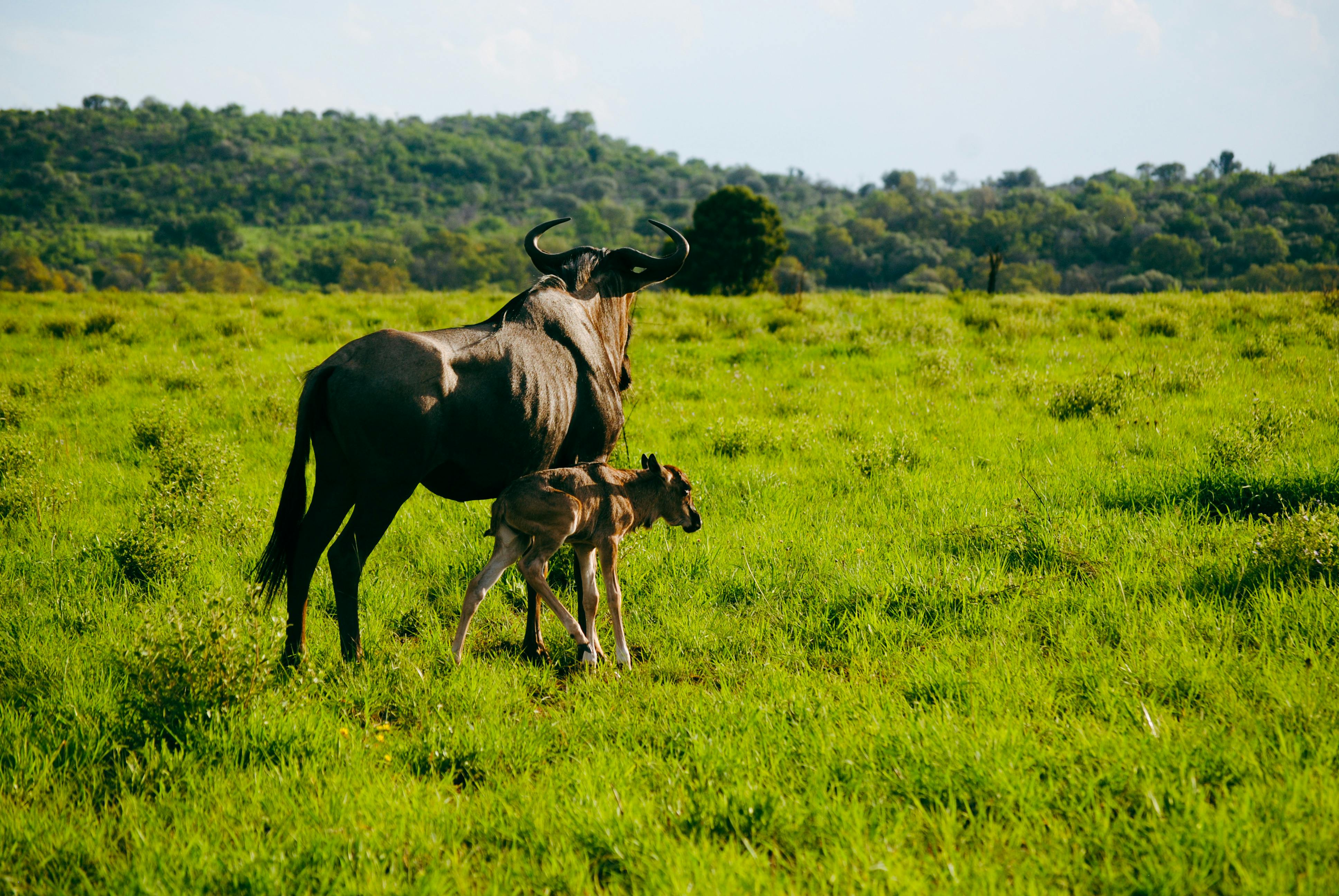 Wildebeest and calf walking through a lush green savanna, captured in vibrant sunlight