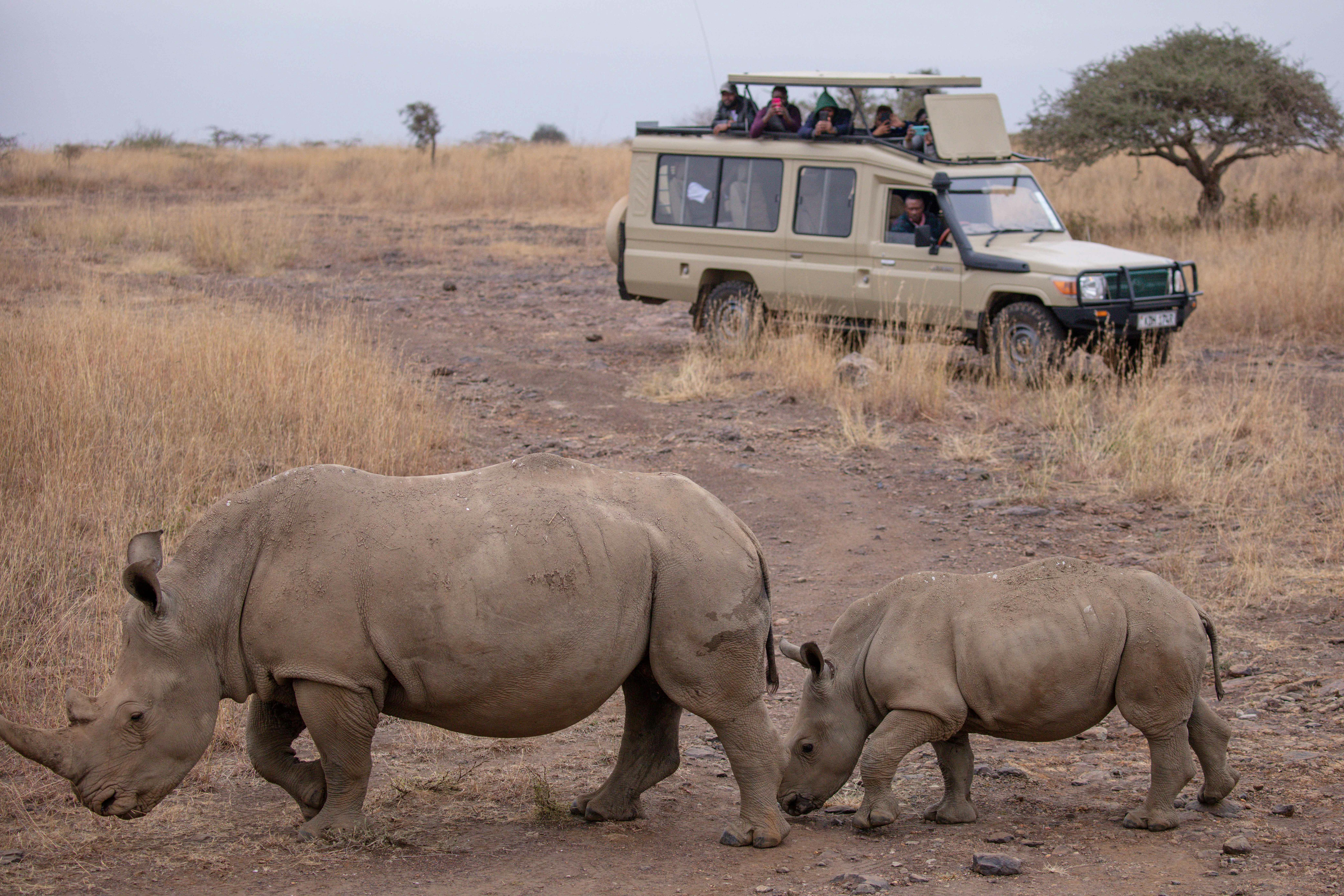 Tourists observe rhinos closely on an African safari, capturing wildlife up close