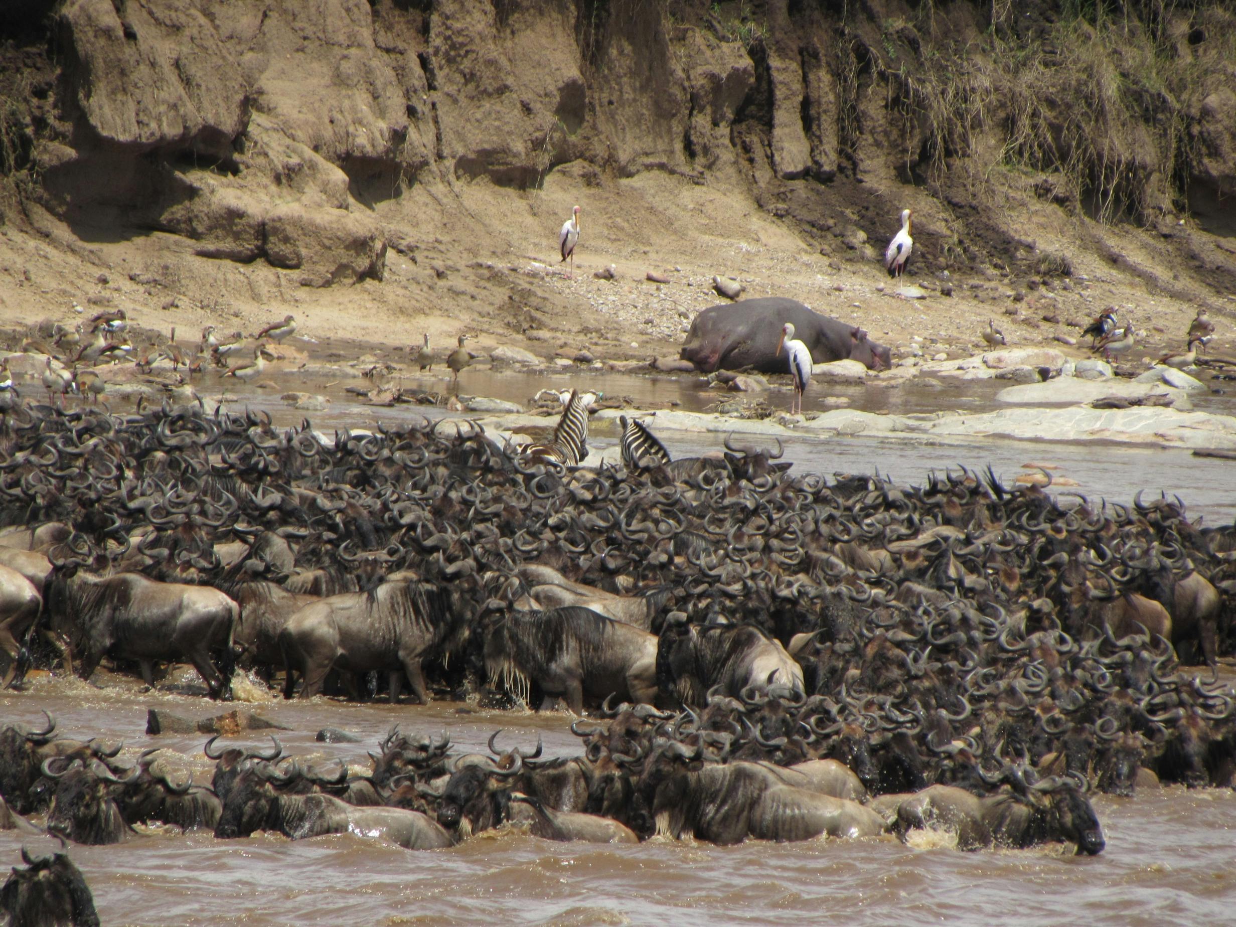 Great Migration Mara River crossing Kenya best time to visit