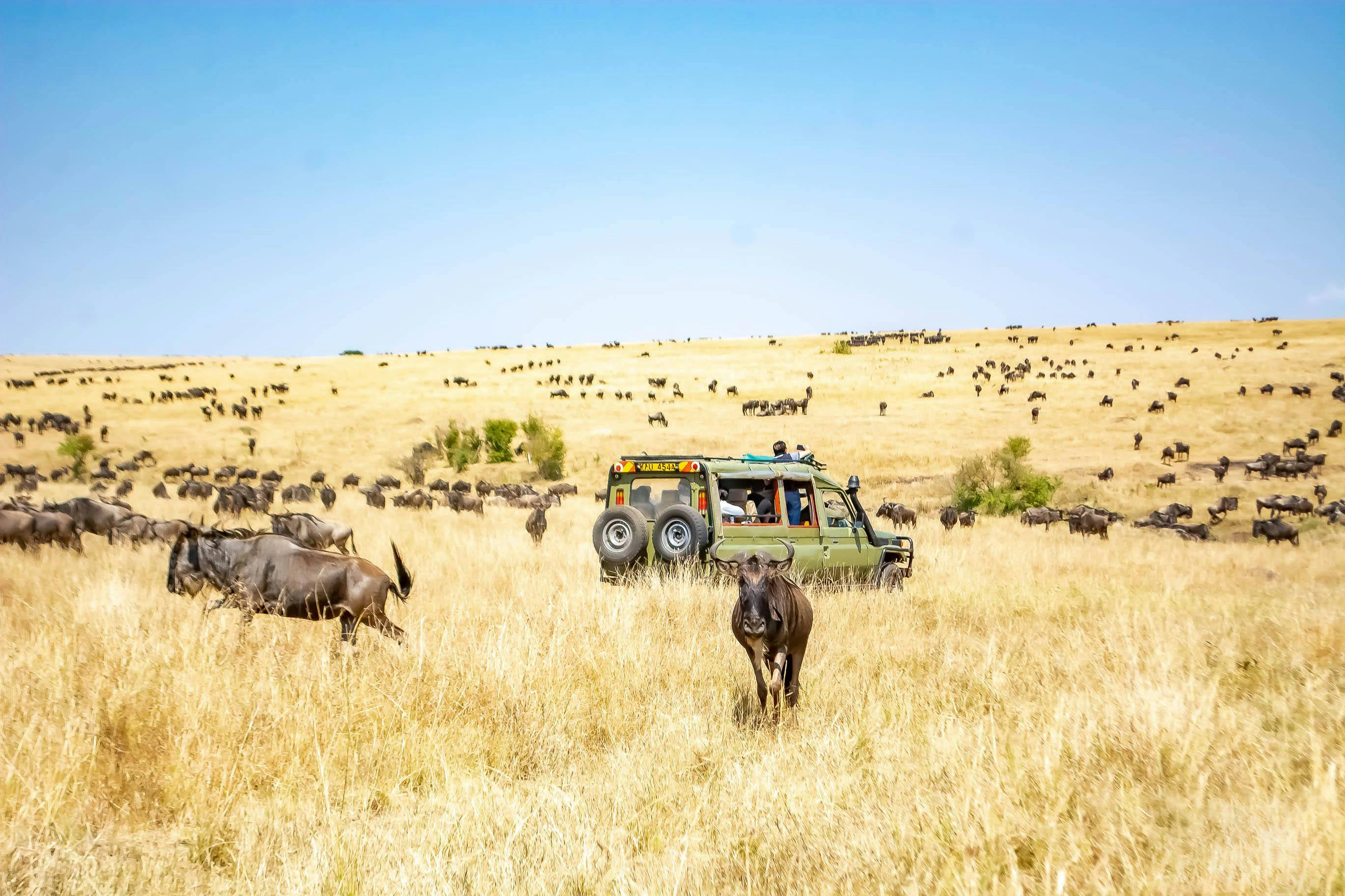 A safari jeep amidst the wildebeest migration in Maasai Mara, Kenya