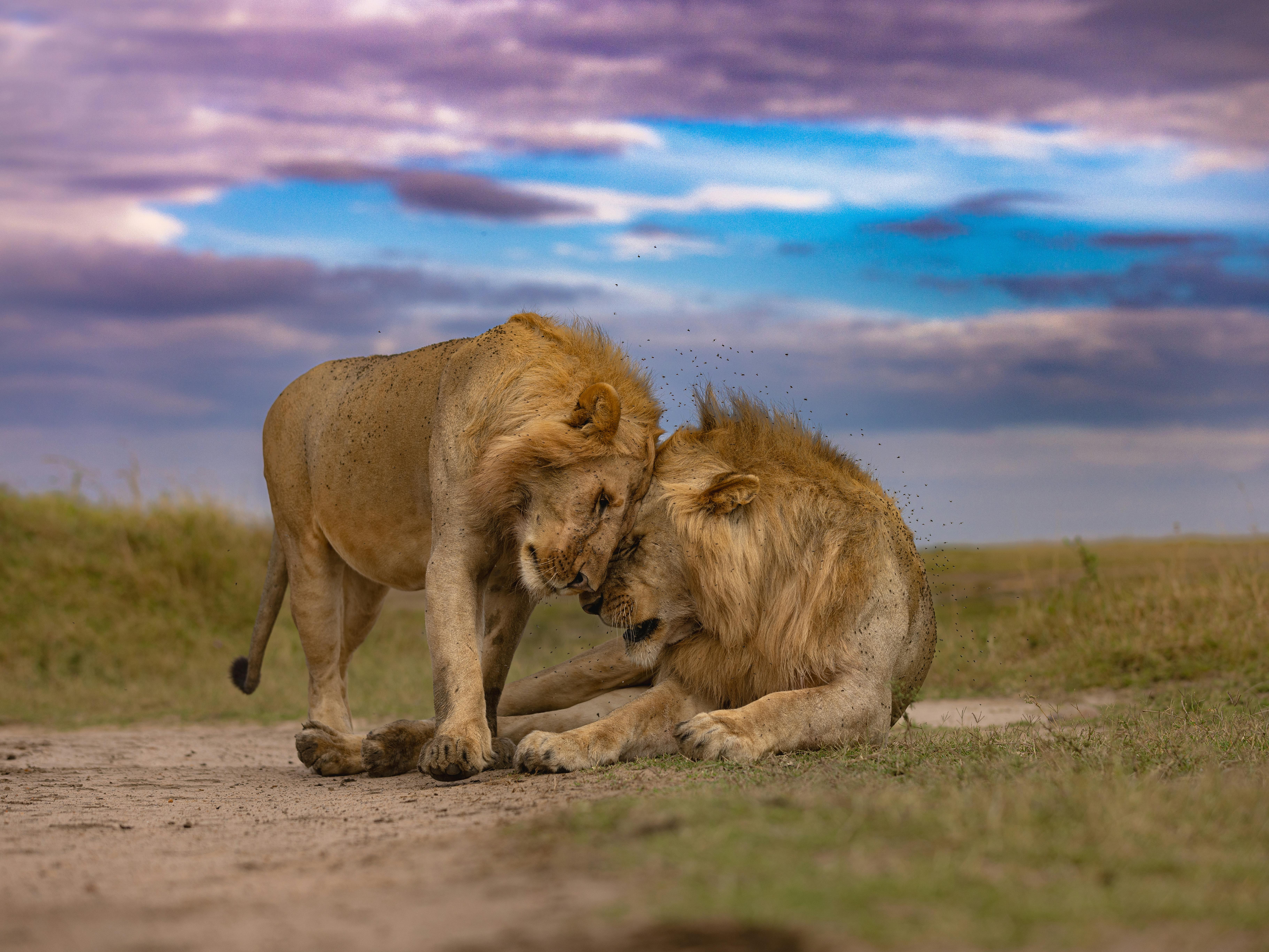 The Best Time to Visit Kenya for a Safari: A Complete Month-by-Month Guide