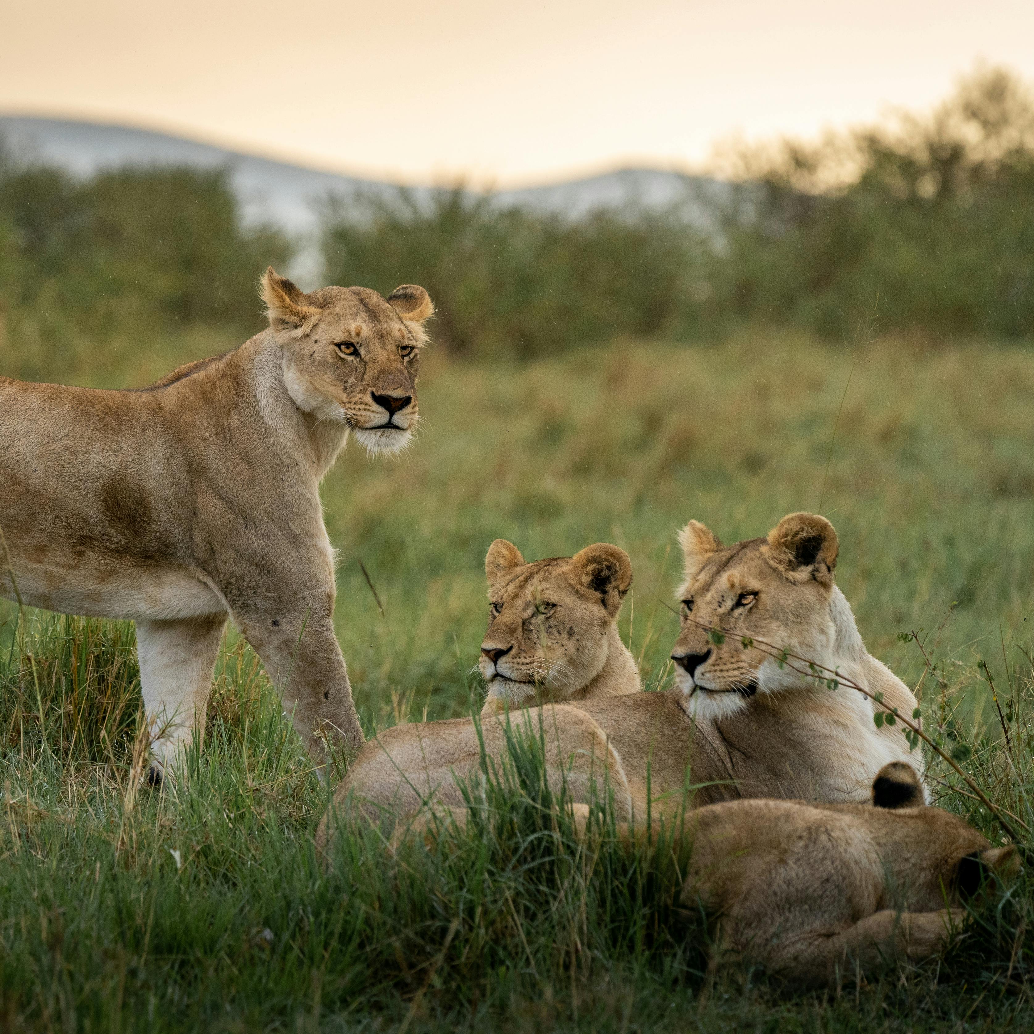 A group of lionesses resting in the savannah as the sun rises in Maasai Mara, Kenya