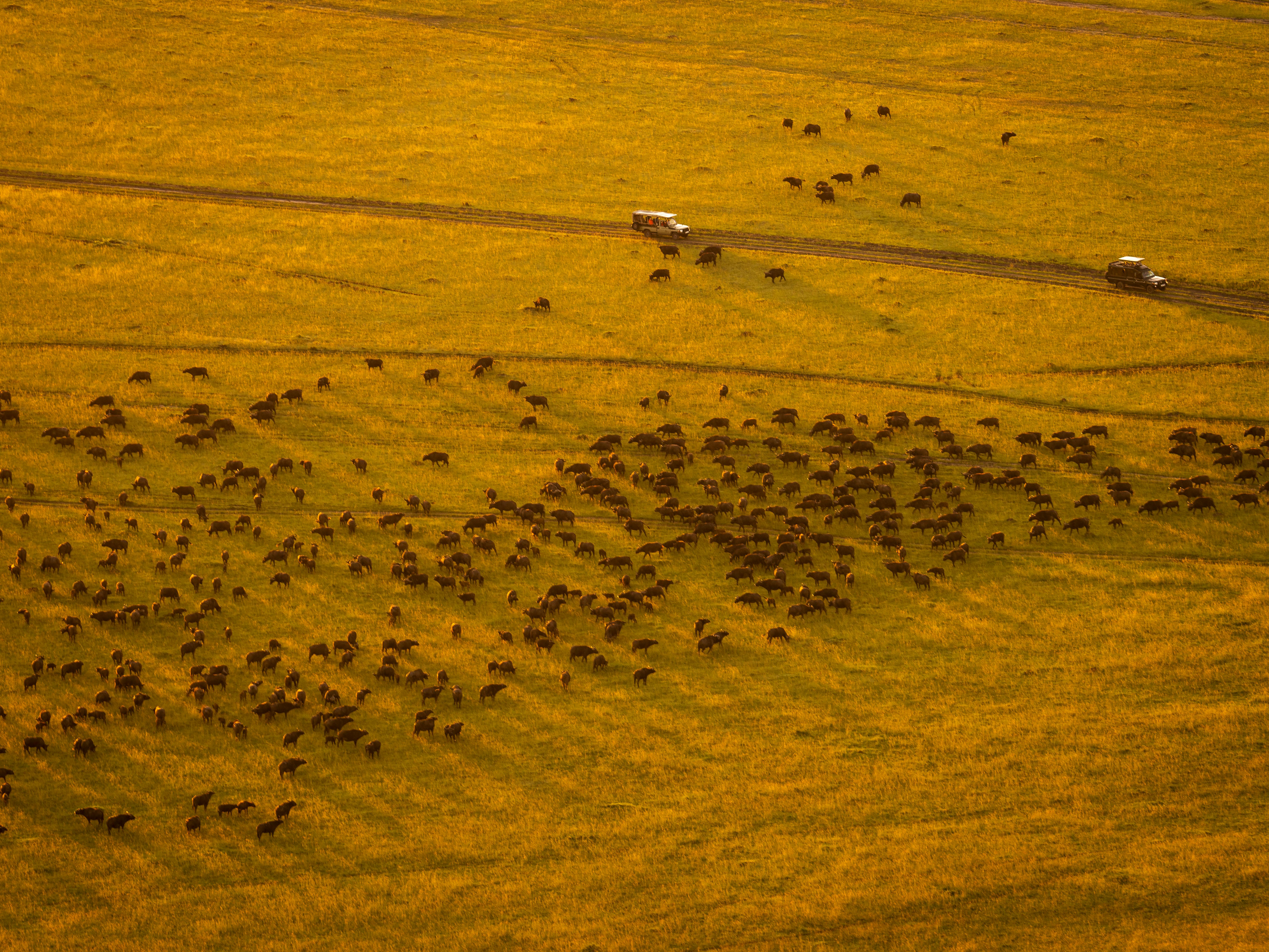 Stunning aerial shot of wildebeest migration in Maasai Mara during golden hour.