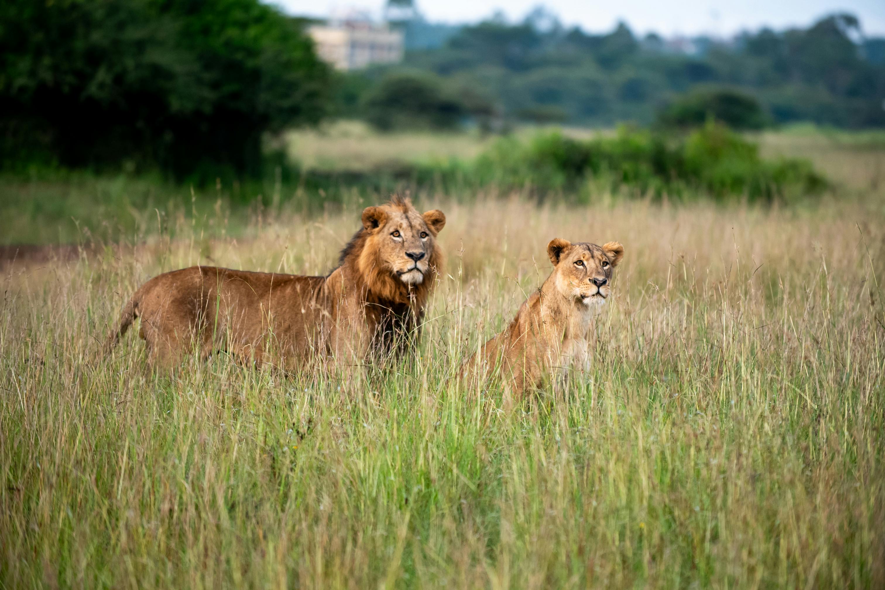 How Much Does a Kenya Safari Cost Per Day? The Complete Budget, Mid-Range & Luxury Breakdown