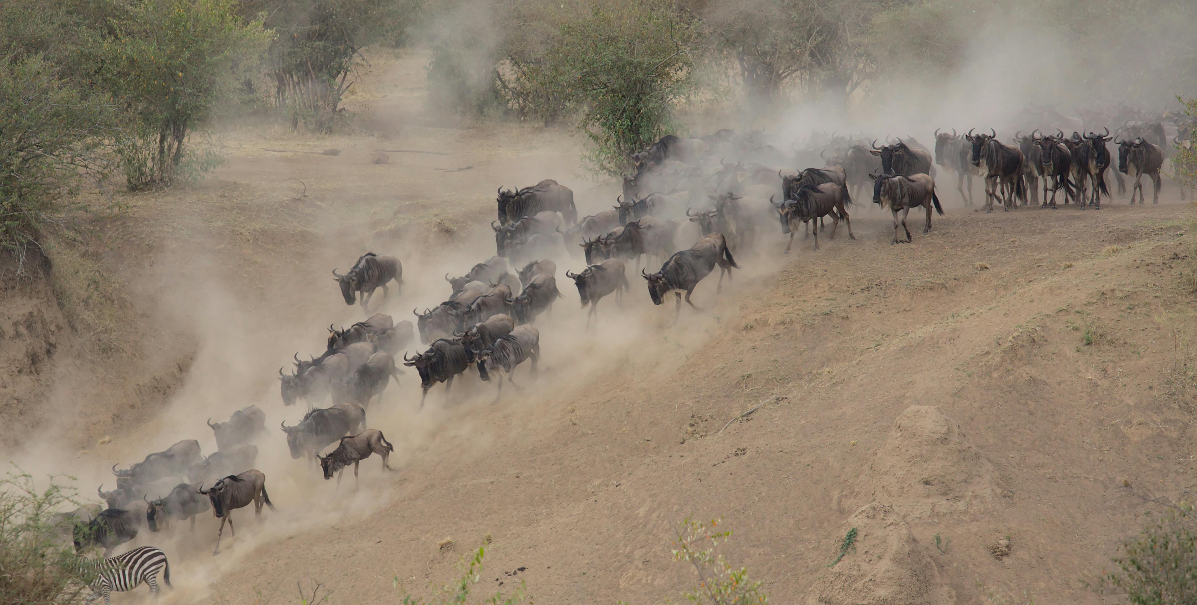 Majestic wildebeest herd surging through Kenya's dusty savanna landscape