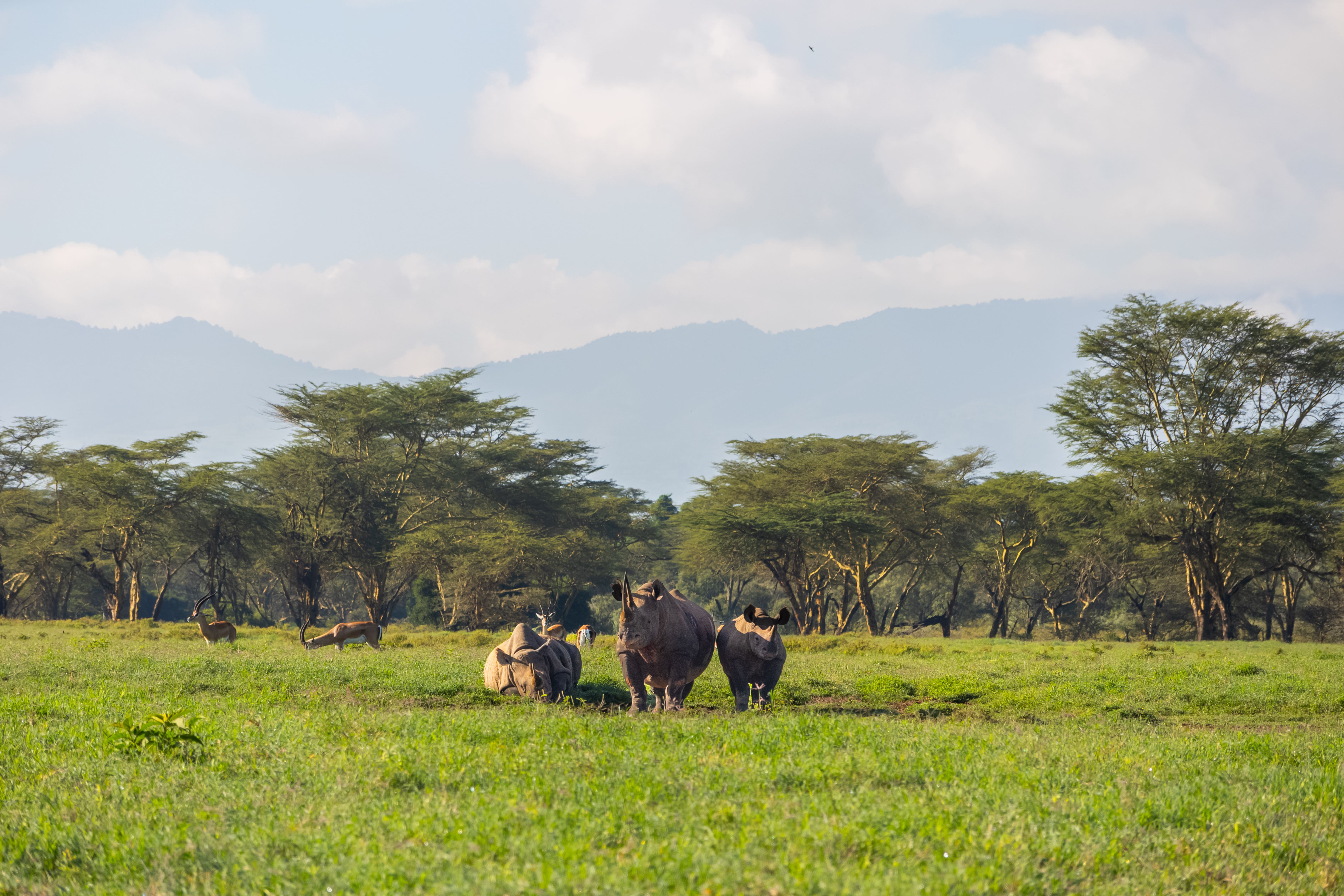 Black rhinos grazing on the green plains of Lake Nakuru National Park, Kenya, with acacia trees and mountains in the background