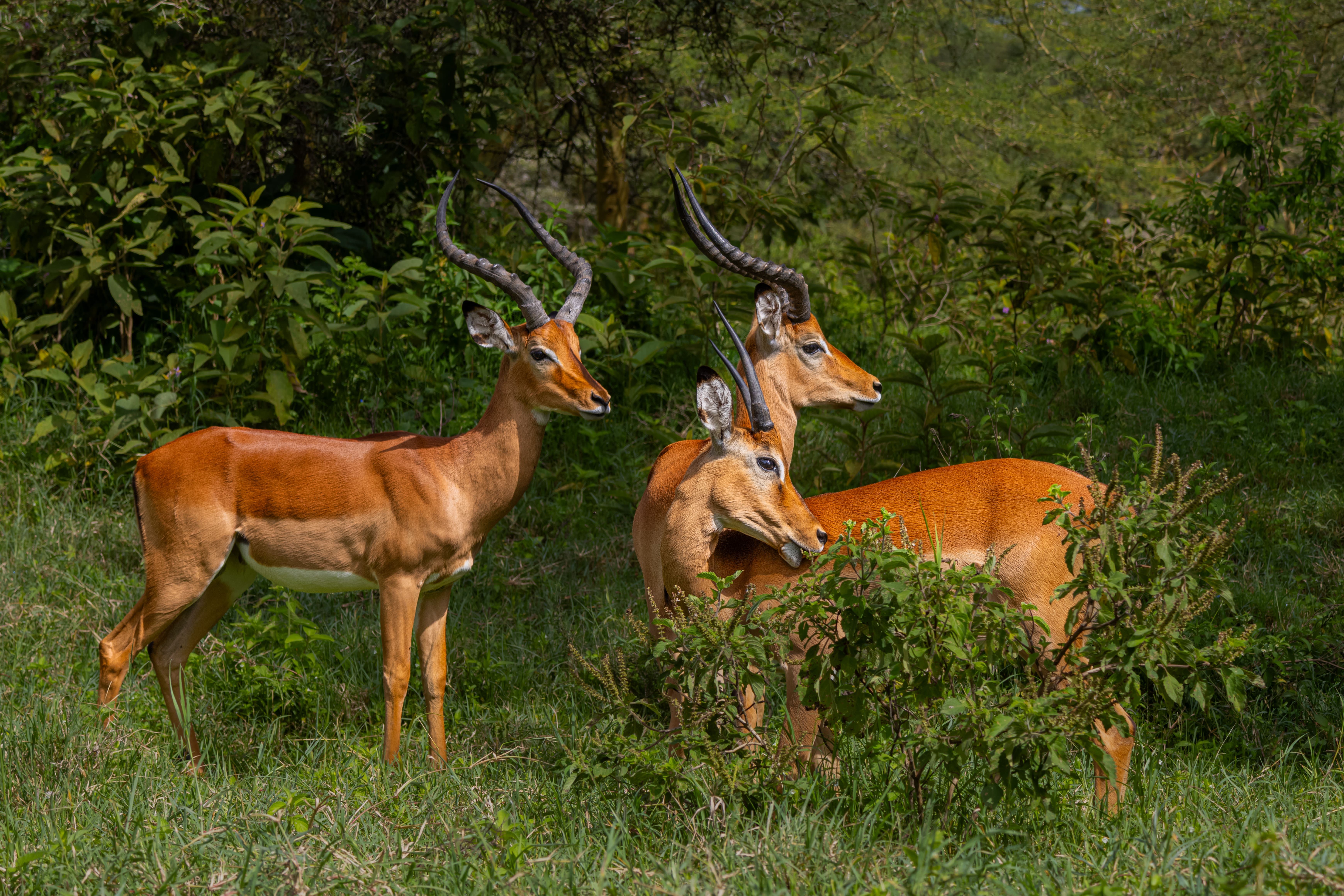 Three male impalas in dense green bush during Kenya's green season &mdash; wildlife encounters up close on a Beyond the Plains safari