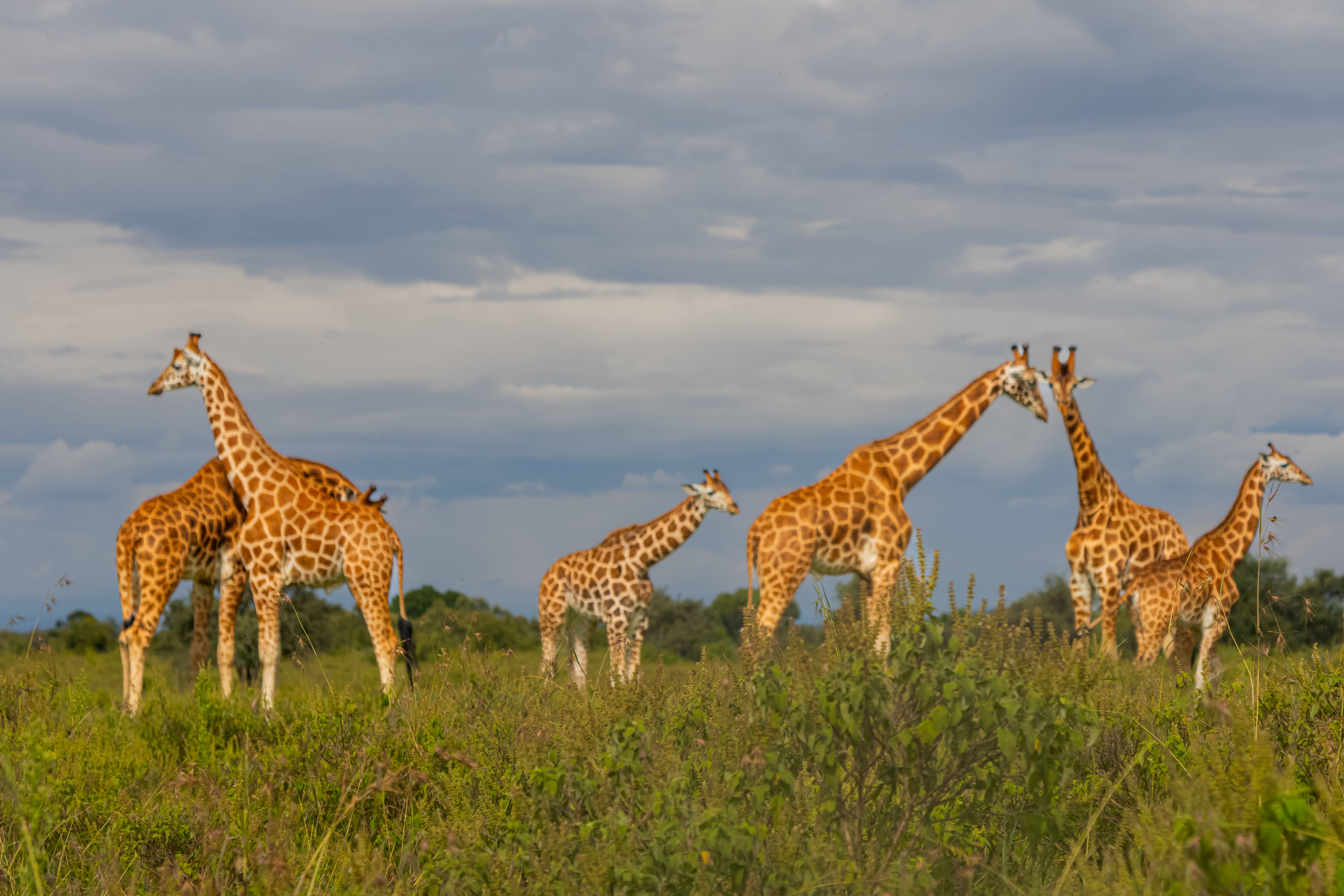 Tower of Rothschild giraffes roaming the open savanna under a dramatic cloudy sky on a Kenya wildlife safari