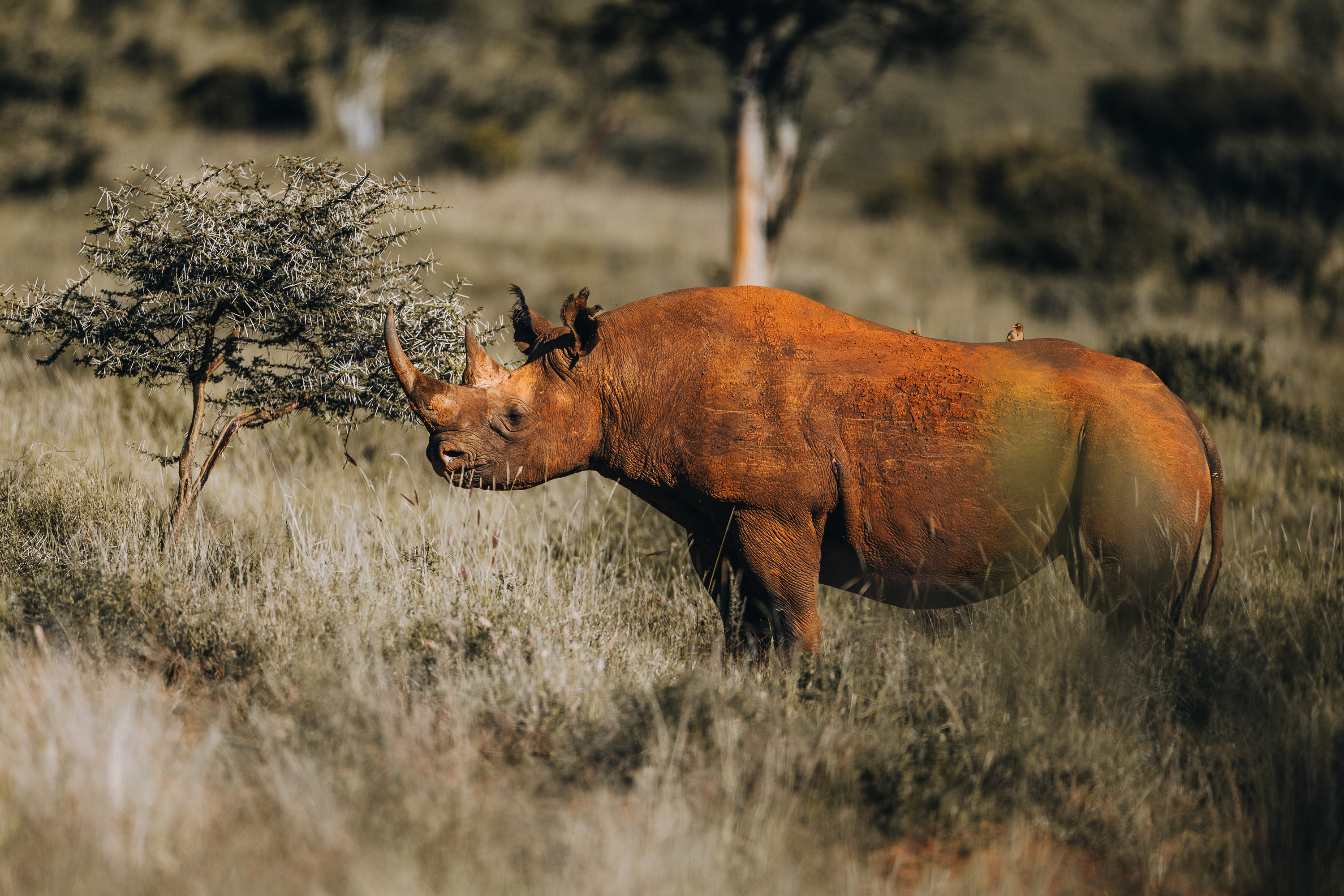 Black rhino browsing an acacia bush in Kenya's Laikipia conservancy, with oxpecker birds perched on its back