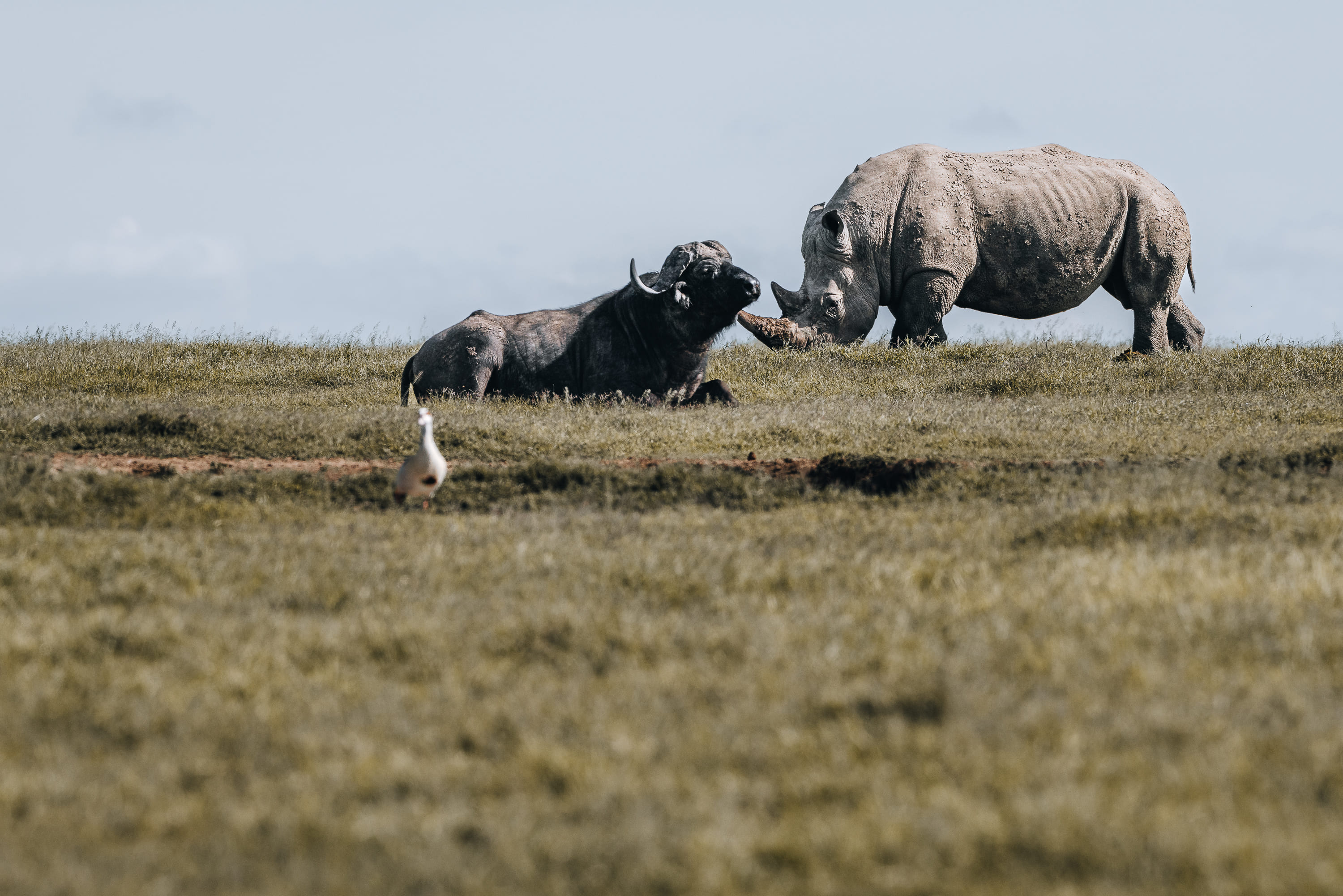 White rhino and Cape buffalo facing each other on open grassland in a Kenya private conservancy, with an egret in the foreground