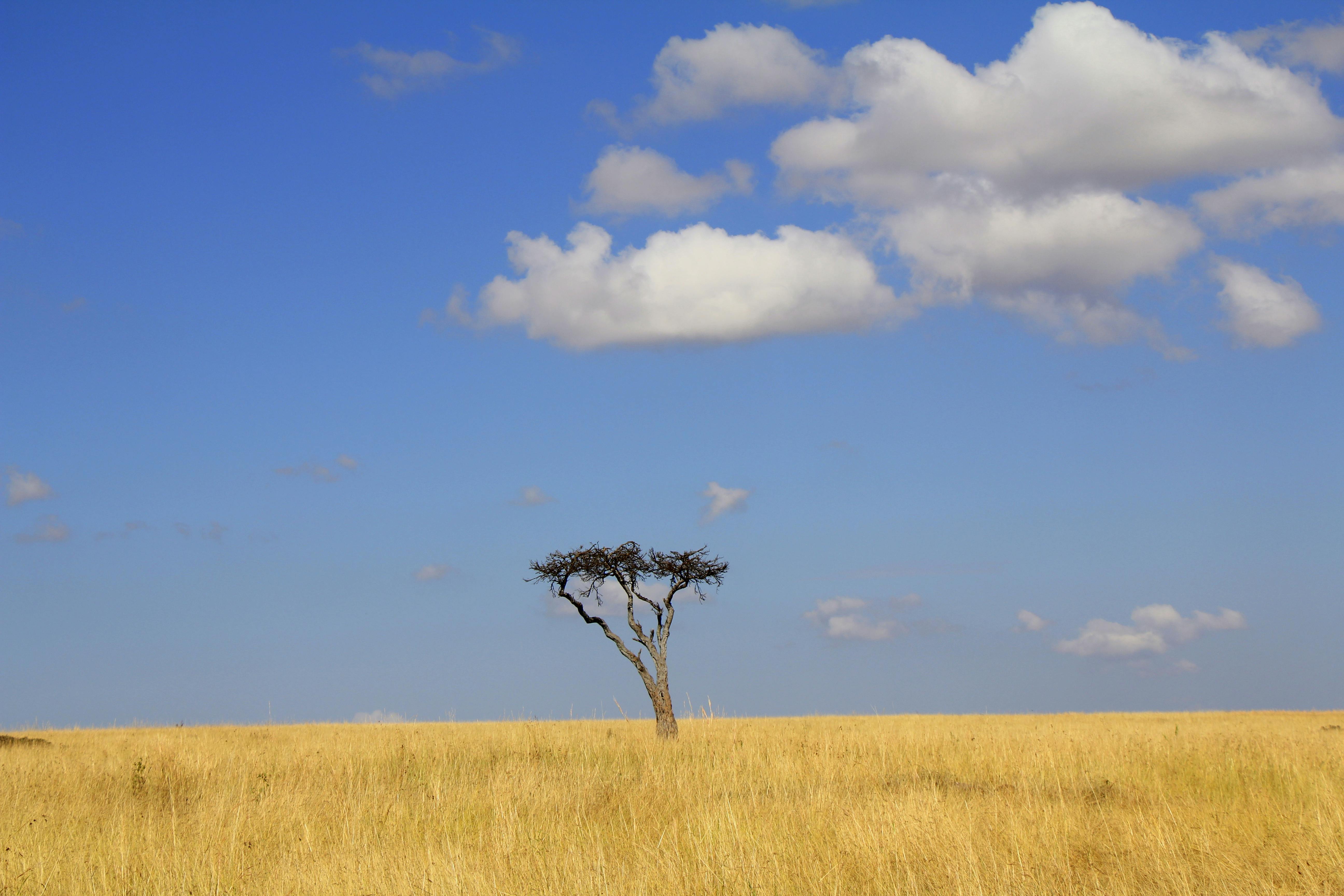 10 Best Private Conservancies in Kenya: What You Can Do That You Can't in the National Reserve