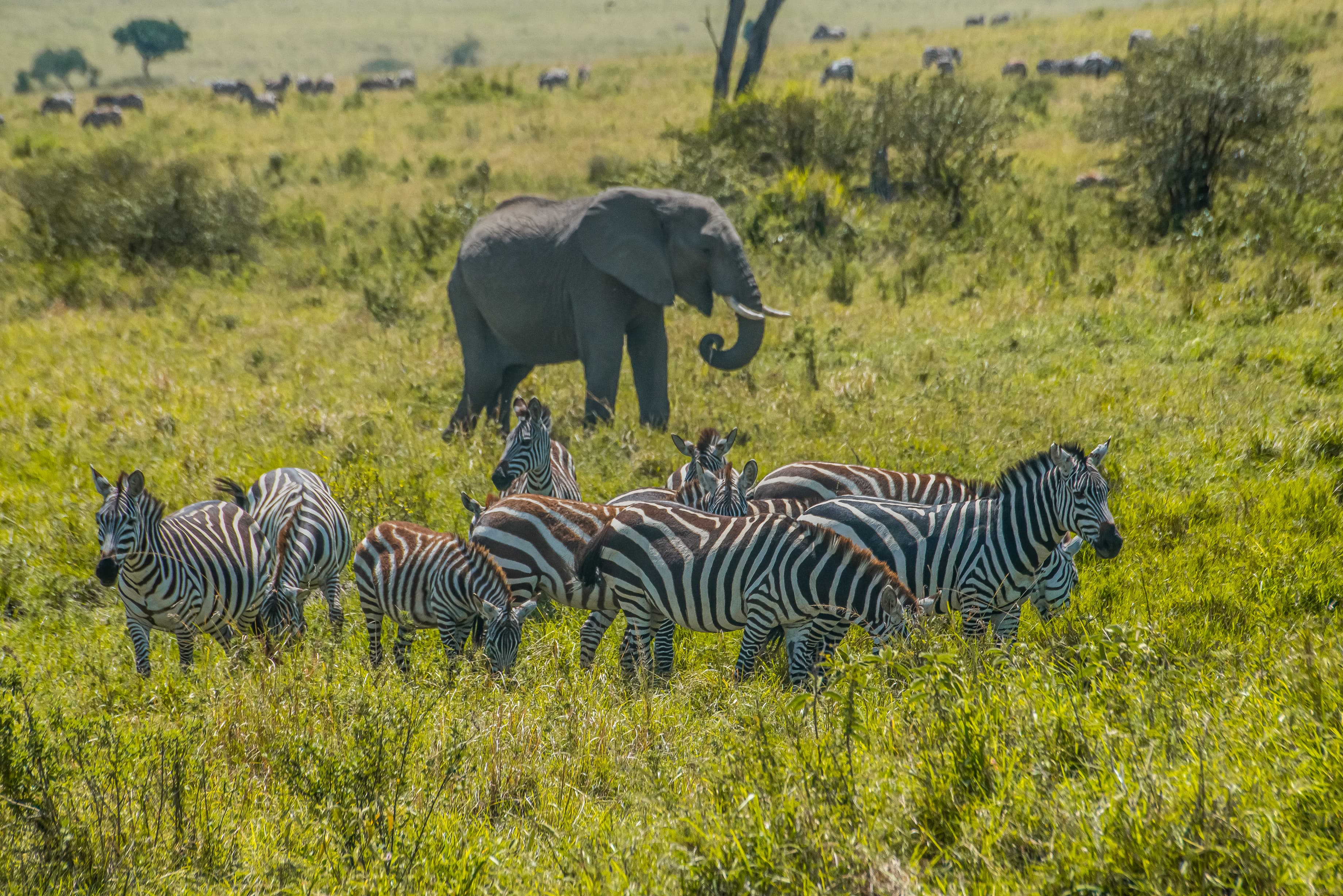 Zebra herd grazing alongside an elephant on the open savanna plains of East Africa &mdash; a typical Kenya and Tanzania safari scene