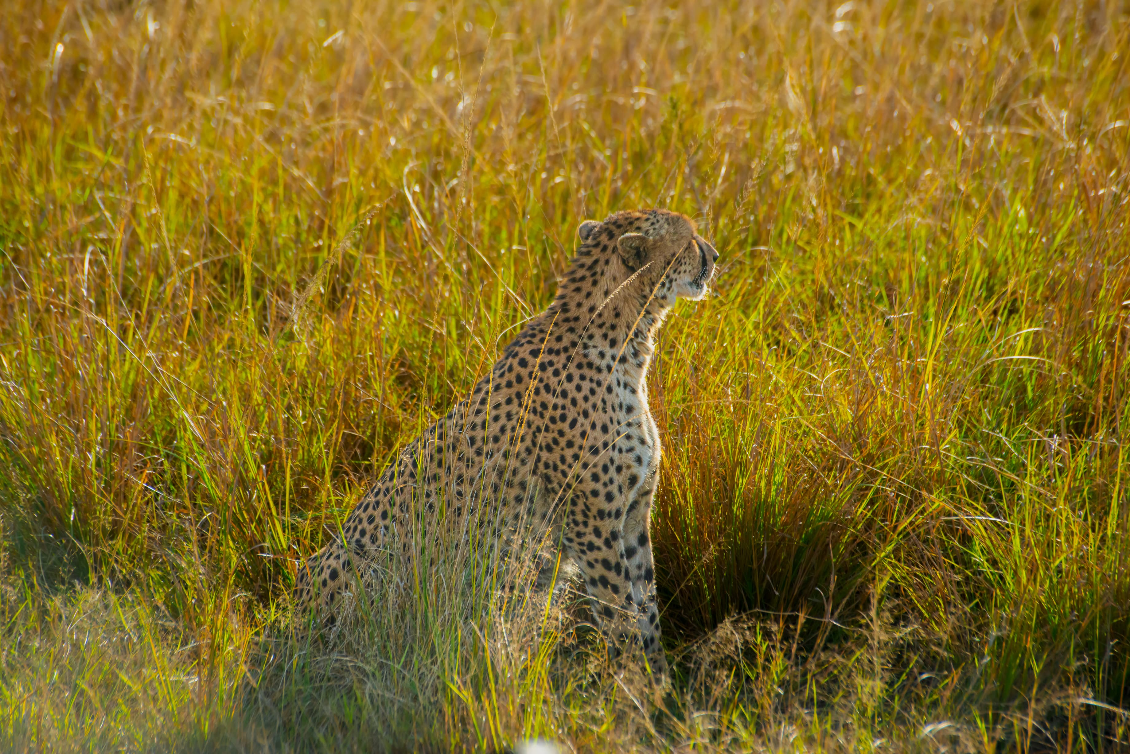 Kenya vs Tanzania Safari: An Honest Verdict from an Operator Who Books Both