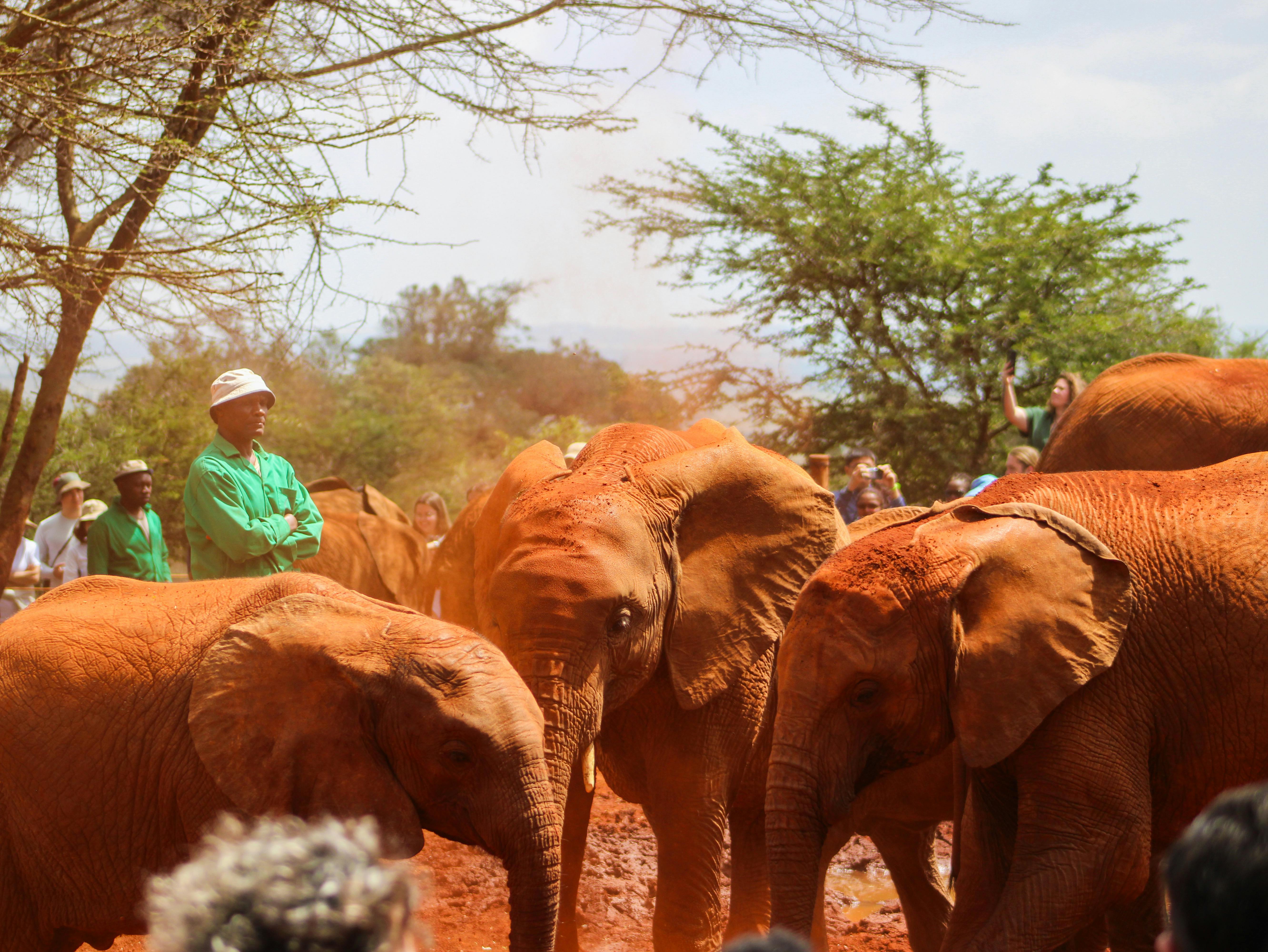 Baby elephants at David Sheldrick Wildlife Trust Nairobi with keepers in green uniforms