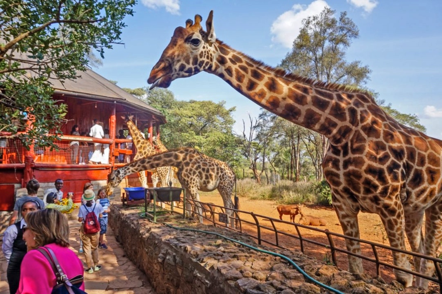 Visitors hand-feeding Rothschild giraffes at Nairobi Giraffe Centre after safari