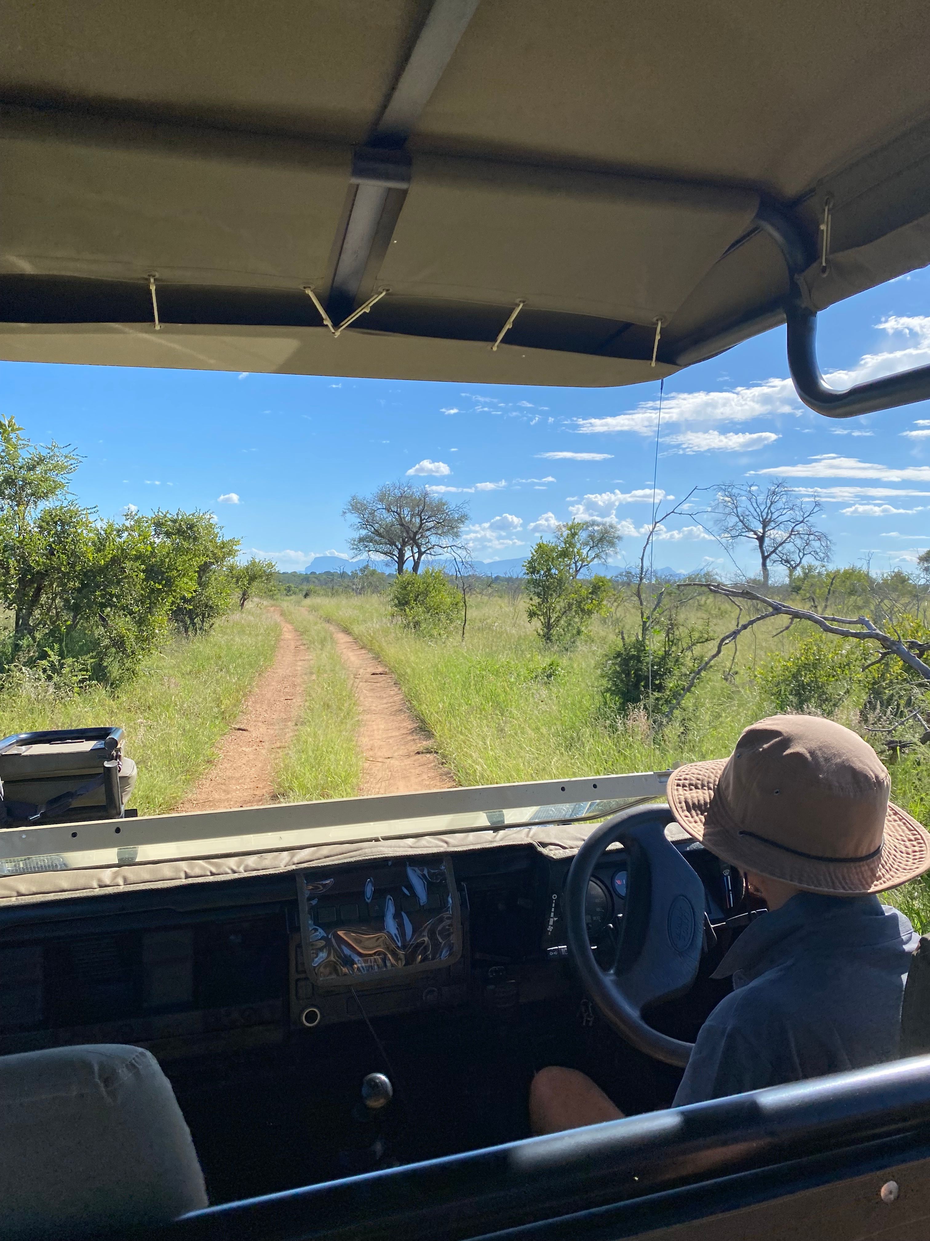 View from inside a safari vehicle over the guide's shoulder, looking down a dirt track through open African bushveld under a blue sky
