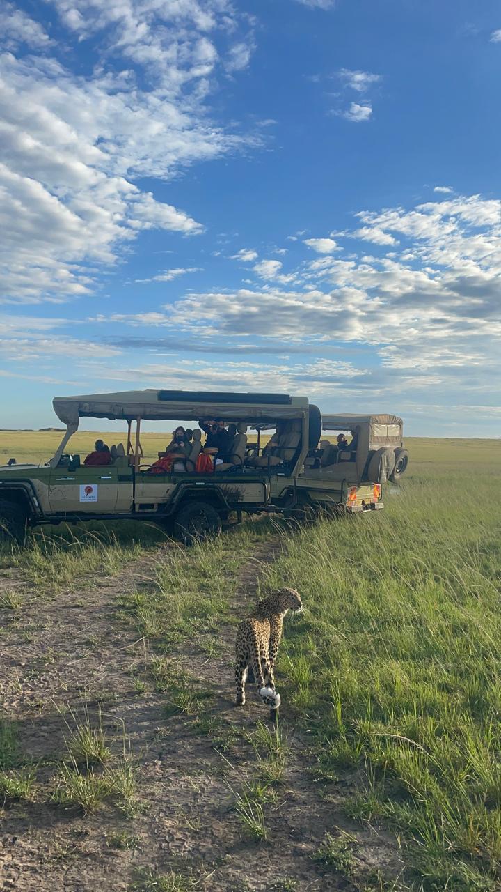 Beyond the Plains Safaris game drive vehicles with cheetah sighting in the Maasai Mara Kenya