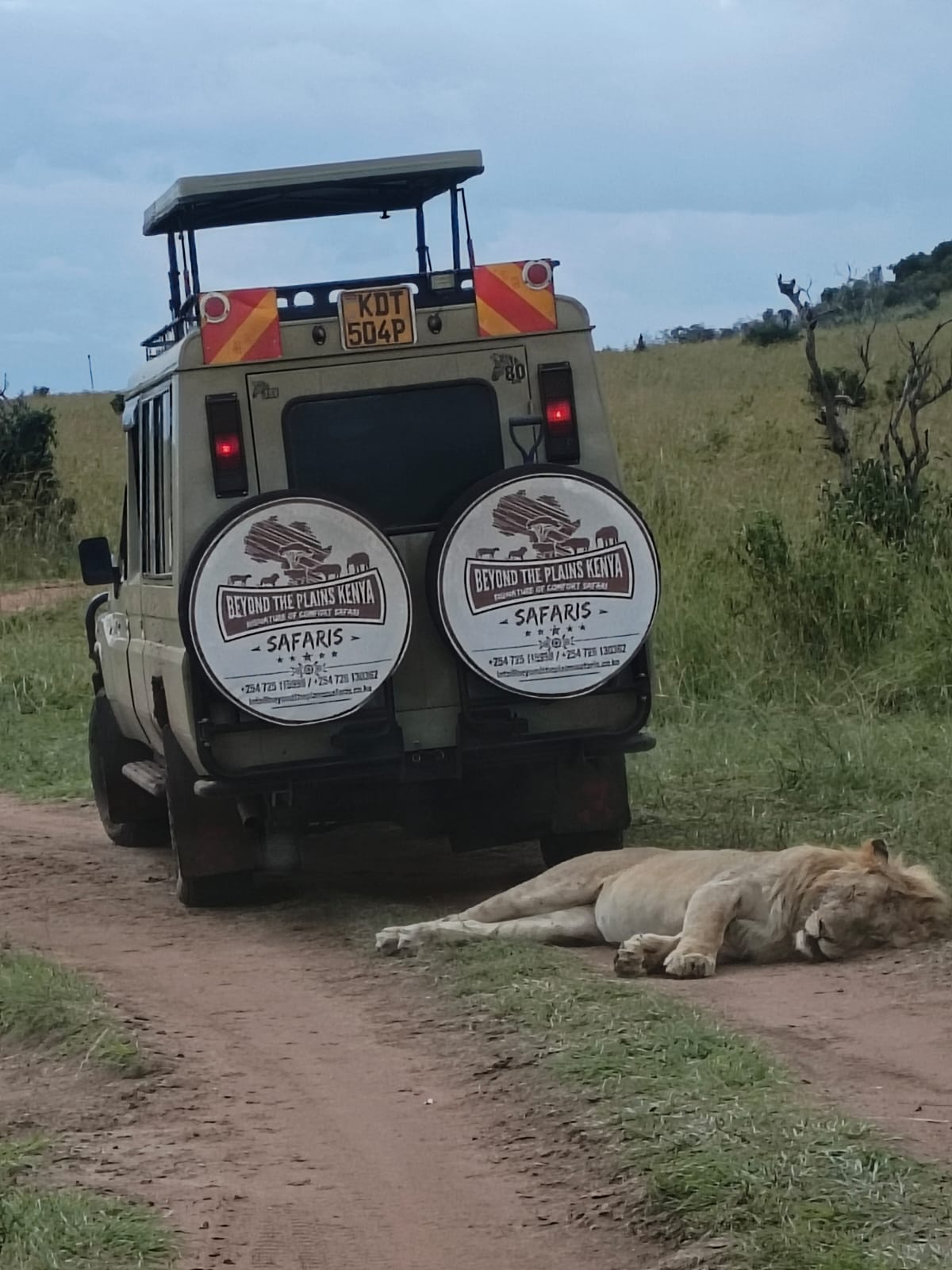 Beyond The Plains Safaris game drive vehicle in the Maasai Mara, lion resting at close range
