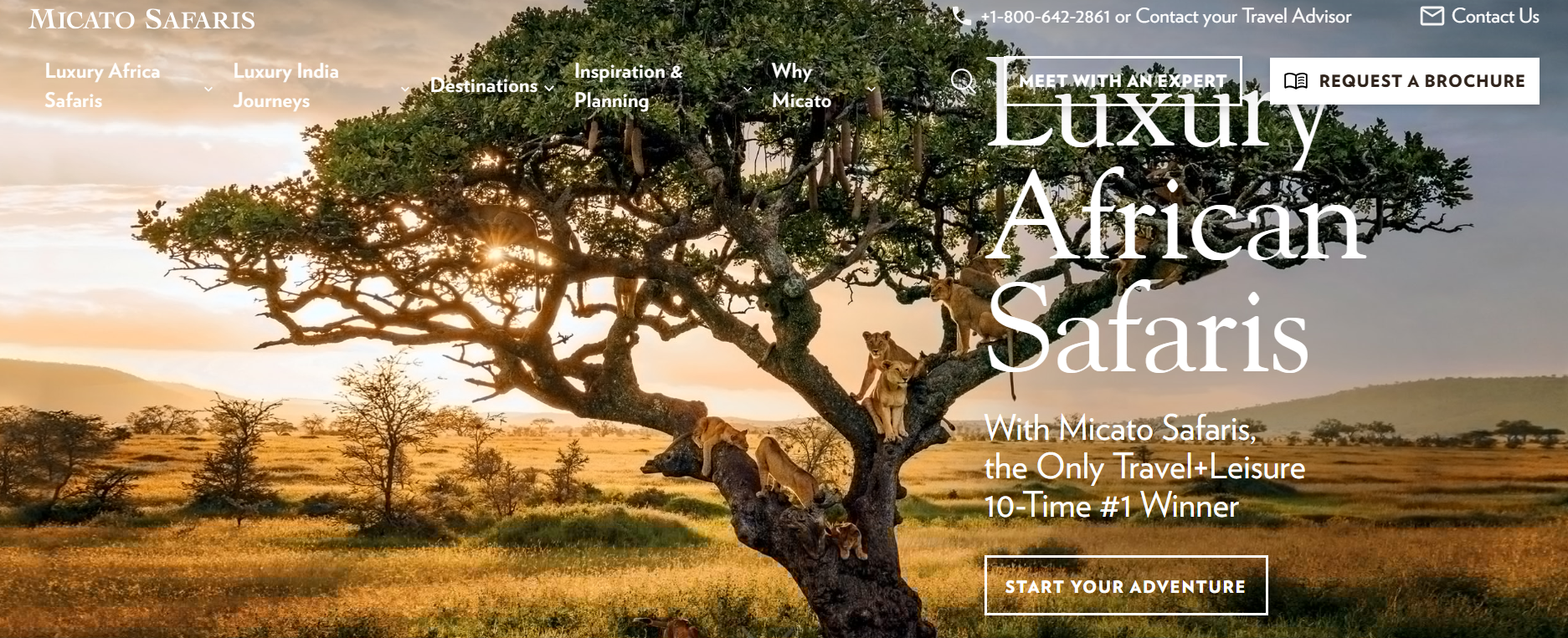 Screenshot of the Micato Safaris homepage showcasing luxury African safari experiences with a hero image of lions in a tree and prominent navigation and booking options.