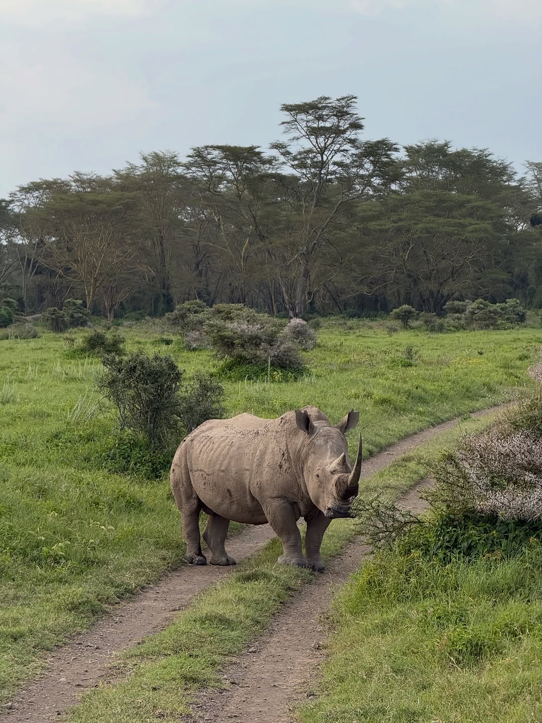 White rhino on dirt track in Laikipia Kenya conservancy during luxury fly-in safari