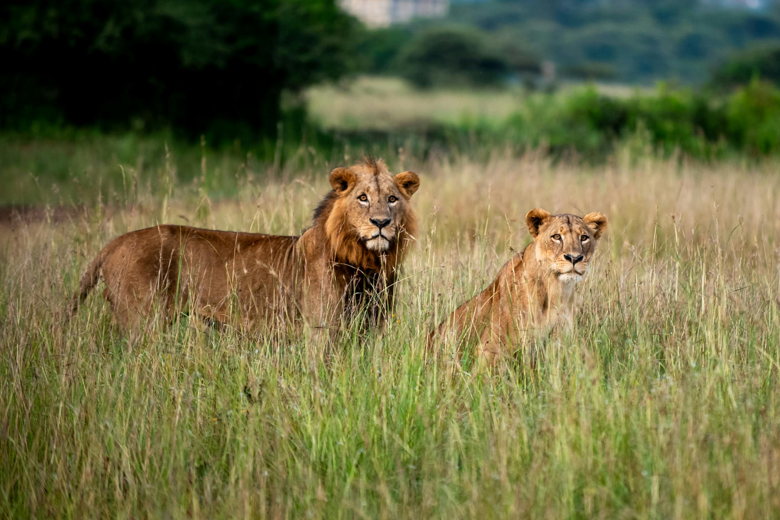 A young male lion and lioness standing alert in tall savannah grass during a game drive in Kenya's Masai Mara