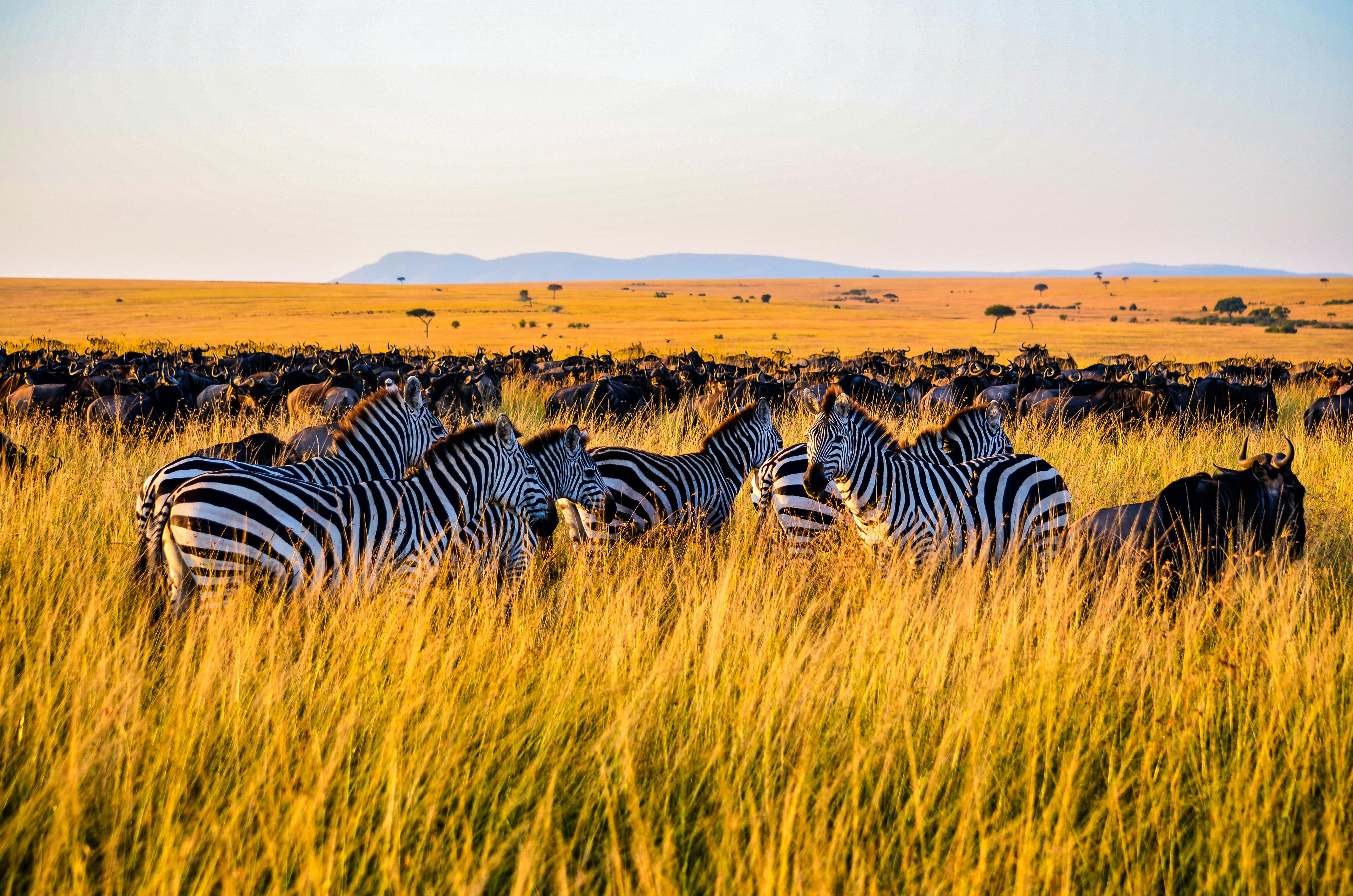 The Ultimate Guide to a Luxury African Safari: Destinations, Costs, and How to Plan the Trip of a Lifetime