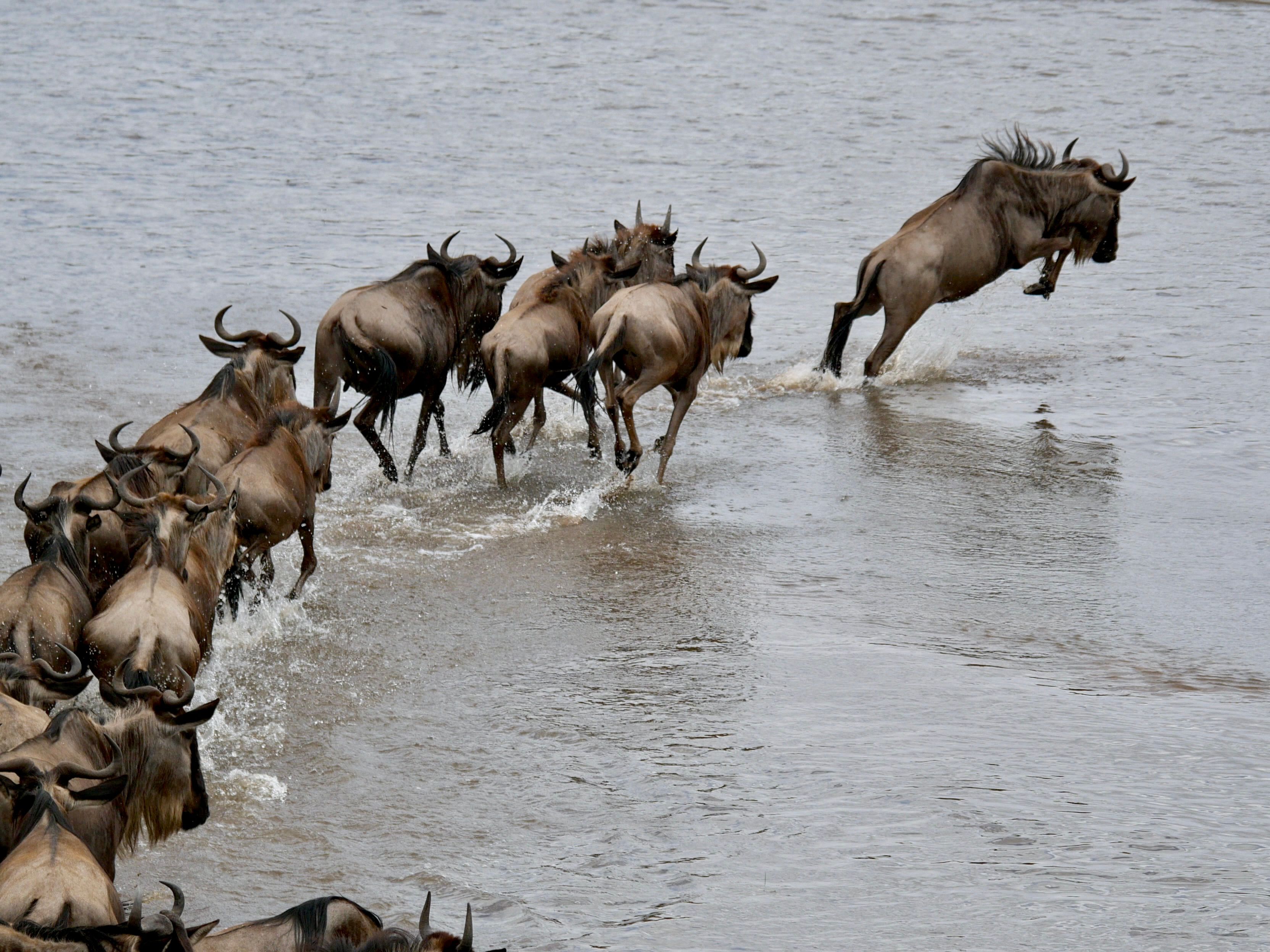 Great Migration wildebeest river crossing Maasai Mara Kenya safari tour