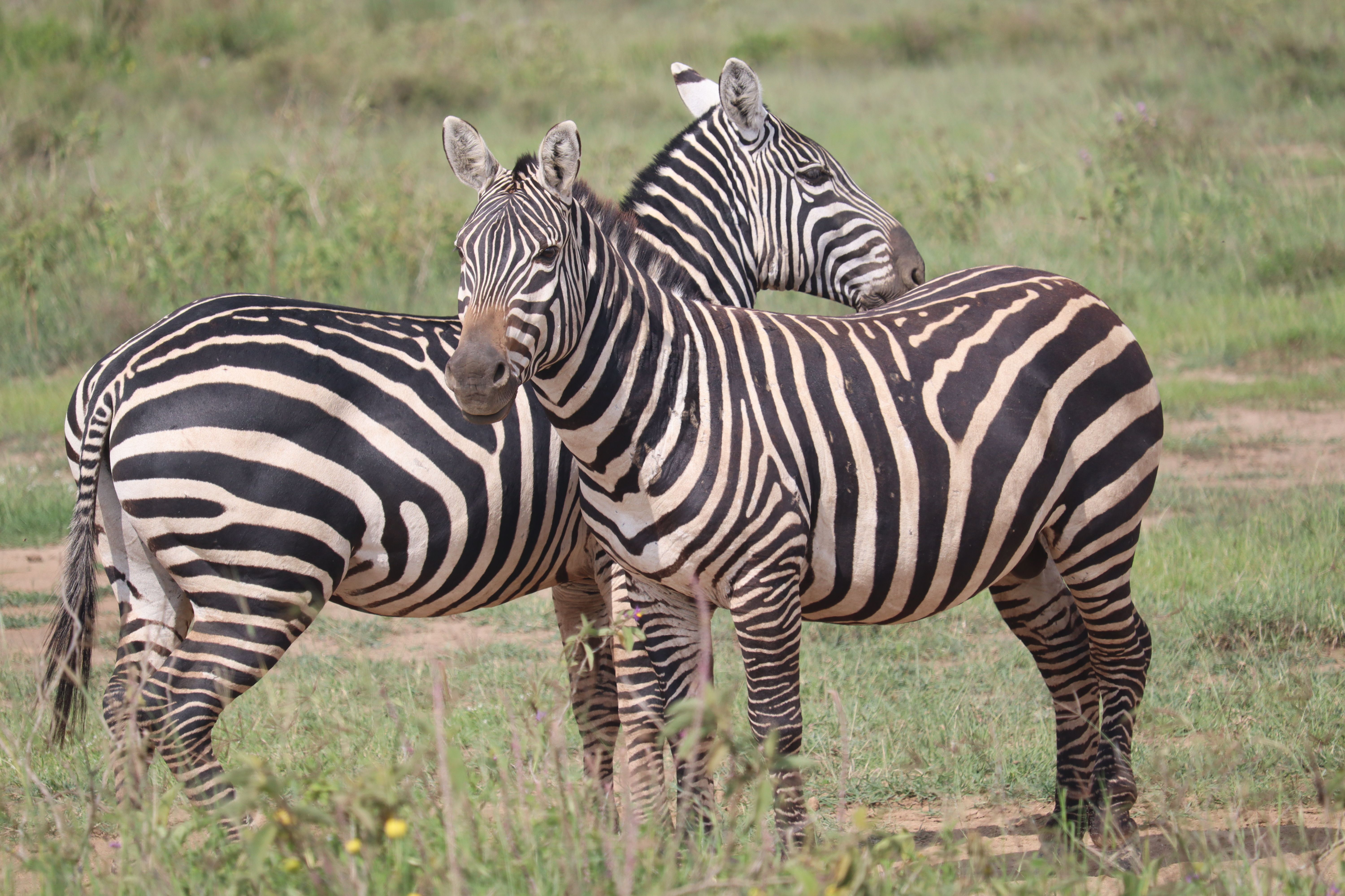 15 Best Kenya Safari Tours (Ranked & Reviewed): The Definitive Guide