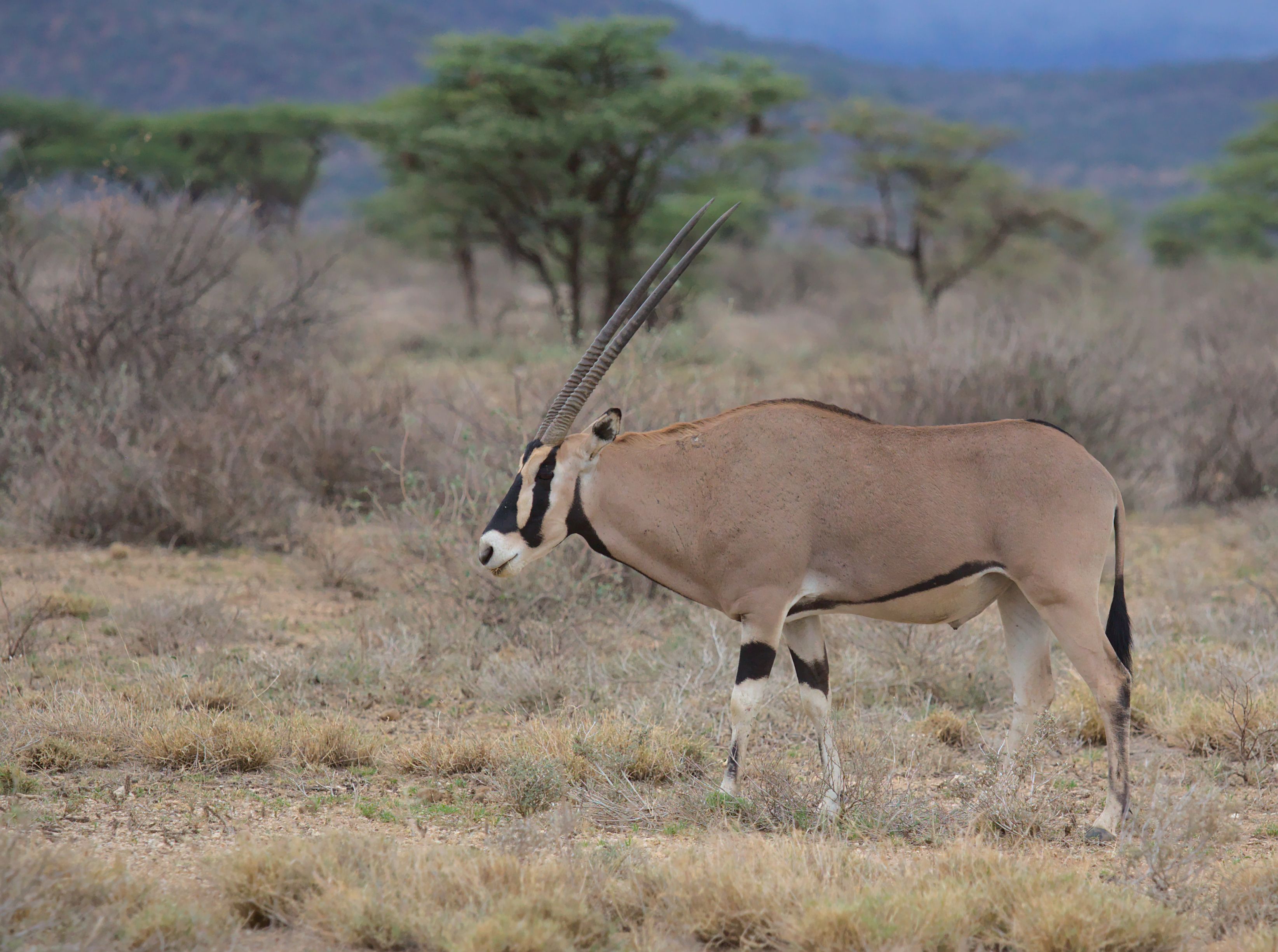 Samburu National Reserve: The Complete Safari Guide (Wildlife, Best Time & What to Expect)