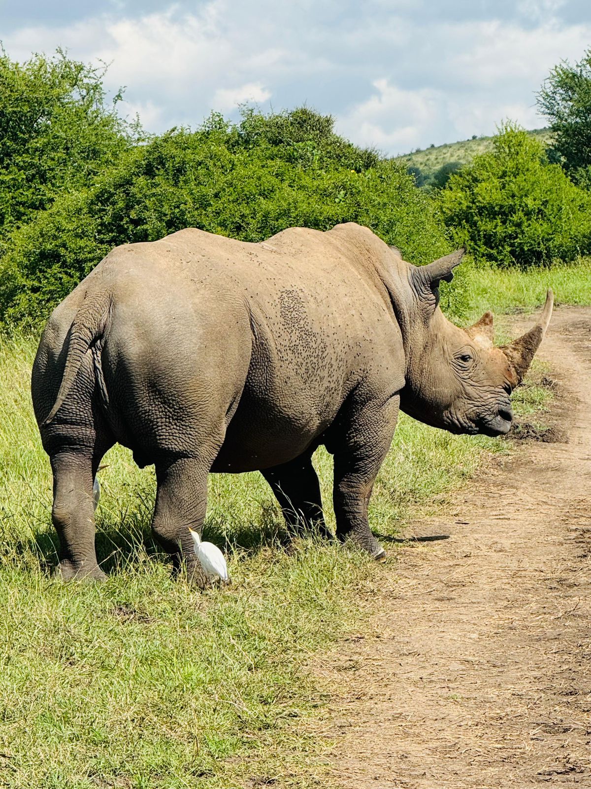 Black rhino on a game drive at Ol Pejeta Conservancy, Kenya &mdash; home to East Africa's largest black rhino population