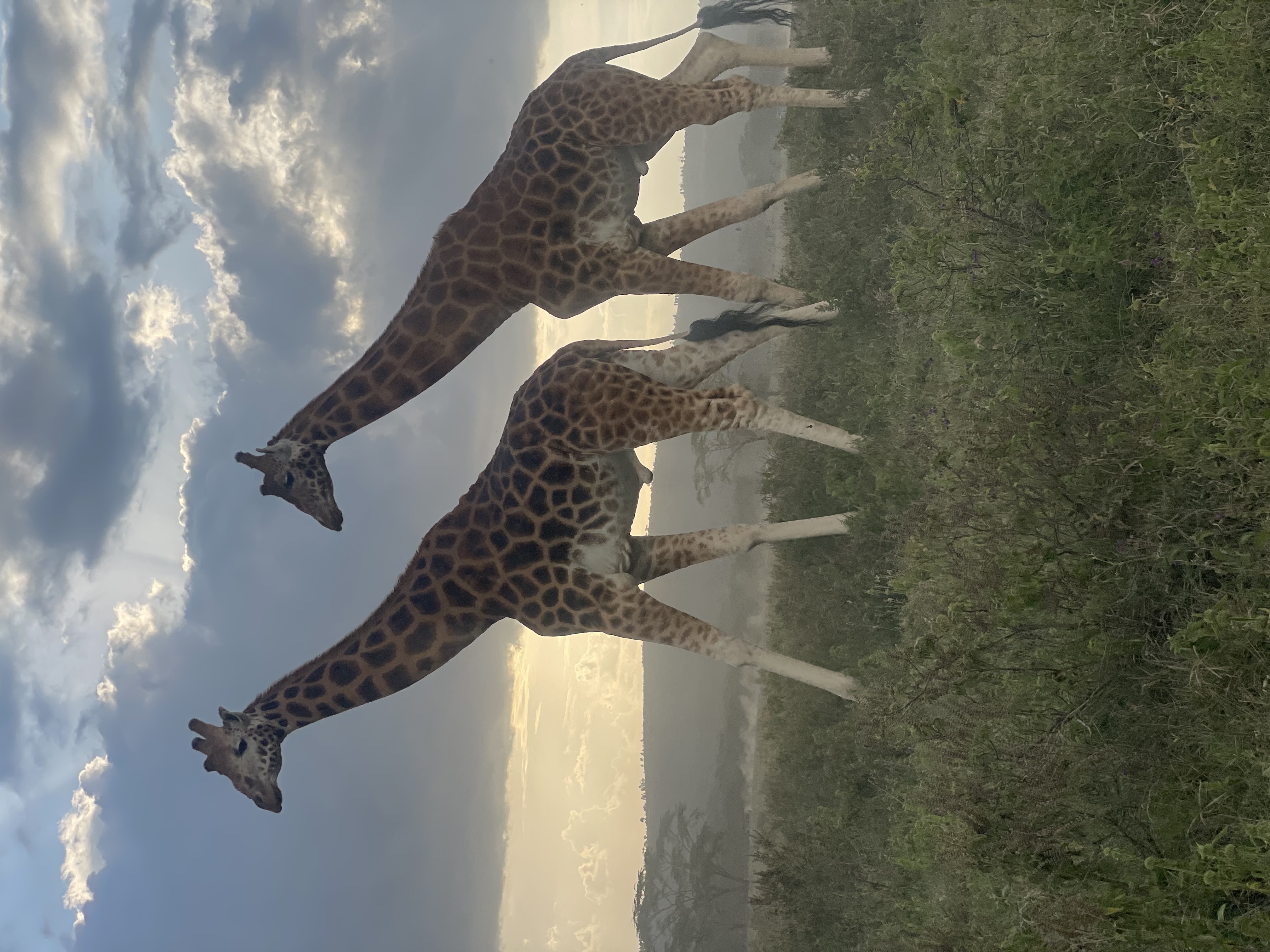 Rothschild's giraffes on an evening game drive in Kenya &mdash; tours and safaris Kenya with Beyond the Plains Safaris