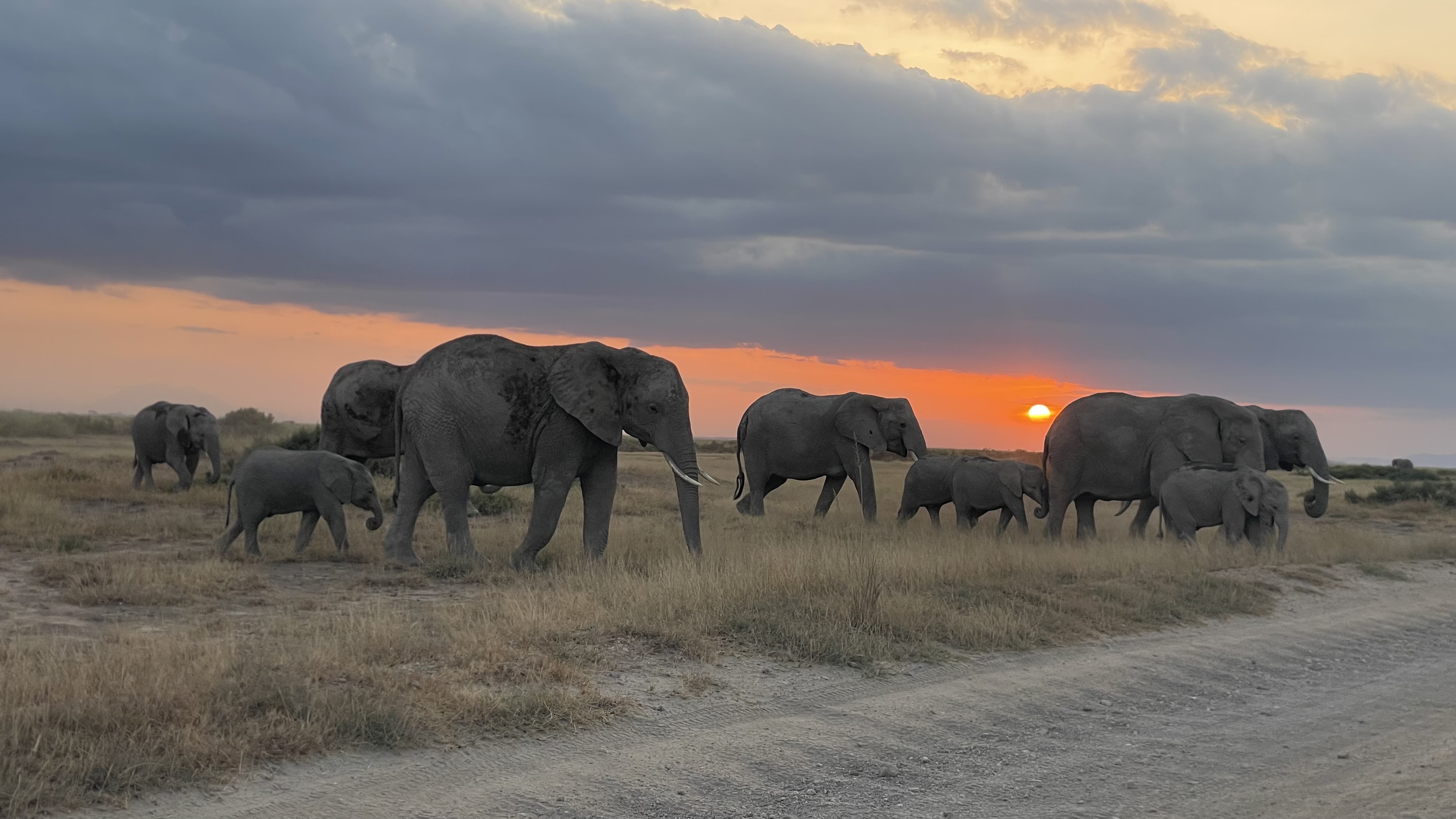 Tours and Safaris Kenya: The Expert Guide to Planning Your Perfect Kenya Safari